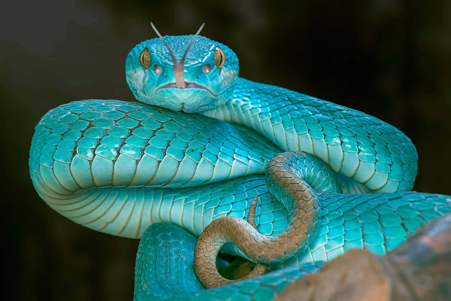 snakes 桌布 壁紙 — 一條鮮豔的綠松石色樹蛇在森林環境中緊緊盤繞，金色眼睛和分叉的舌頭蓄勢待發。
