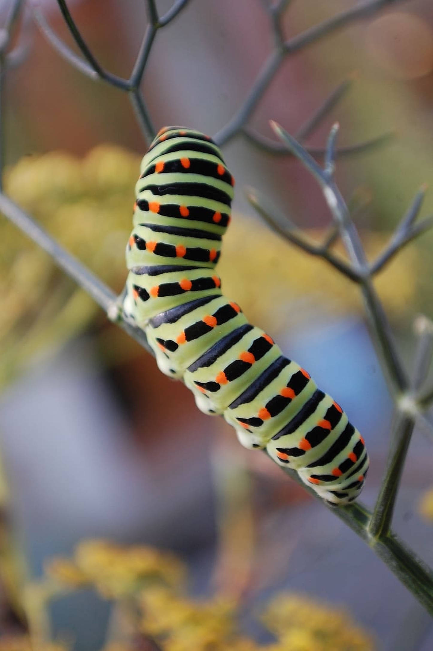 Caterpillar Insect 桌布 壁紙 — 一條鮮豔的綠色、黑色和橙色條紋毛蟲緊貼在細長的植物莖上，背景是柔和的黃色花朵和灰色樹枝的模糊效果。