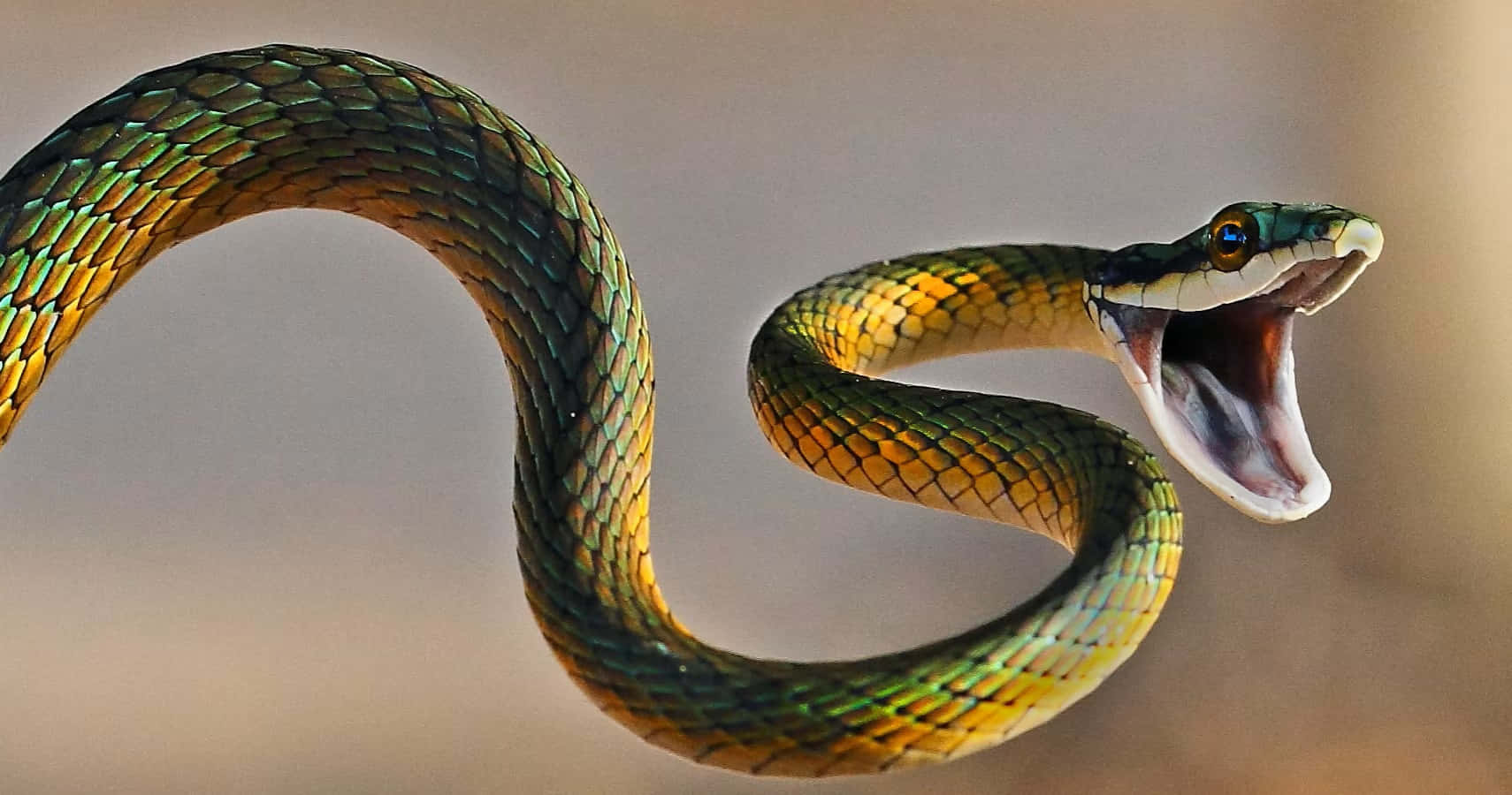 Scary Snake 桌布 壁紙 — 一條鮮豔的綠色和黃色蛇在柔和的模糊背景下動態地盤繞，嘴巴大張。