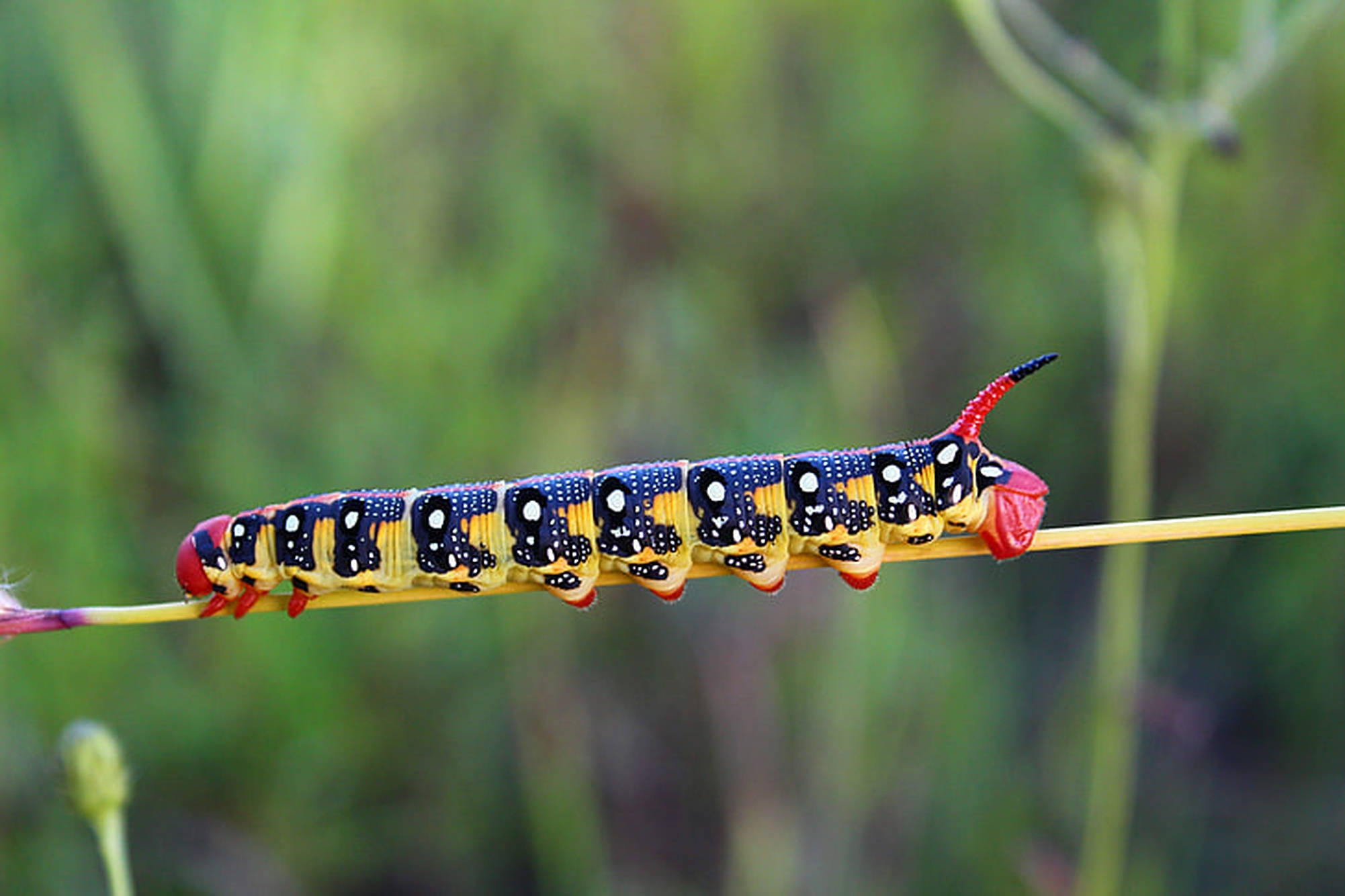 Caterpillar Insect 桌布 壁紙 — 一條鮮豔的藍、黃、紅色毛毛蟲，帶有白色斑點，緊貼在纖細的綠色莖上，背景是柔和模糊的綠色。