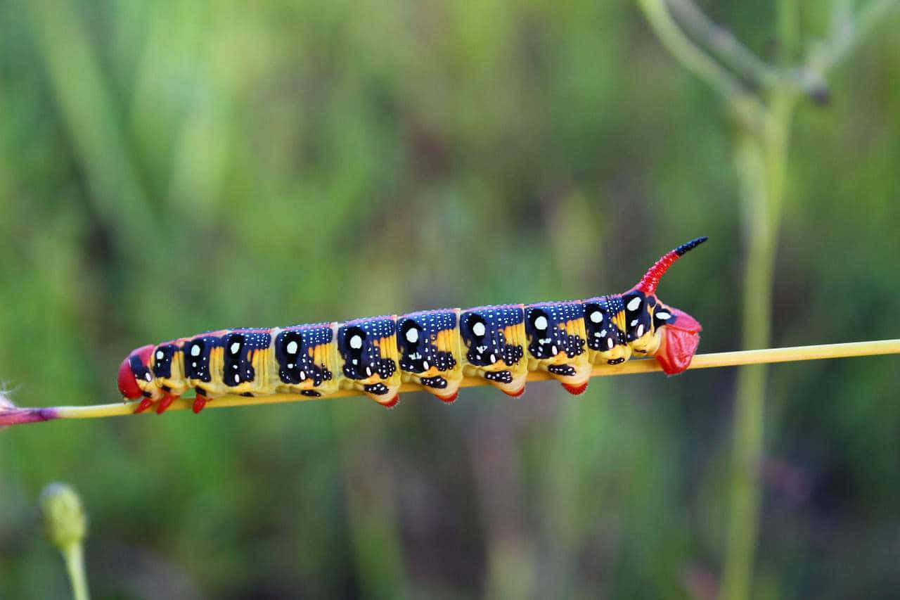 Caterpillar Transformation 桌布 壁紙 — 一條鮮豔的藍、黃、紅色毛毛蟲，帶有白色斑點，沿著纖細的綠色莖幹爬行，背景是柔和模糊的綠色。