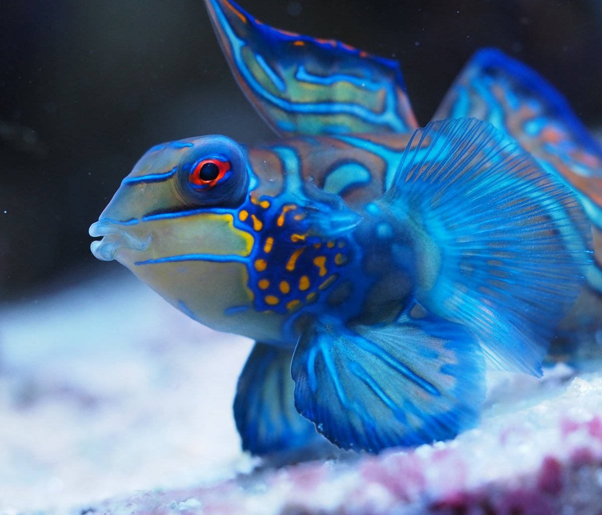 Cool Fish 桌布 壁紙 — 一條鮮豔的藍橙色花斑魚，帶有引人注目的紅色眼睛，在清澈的海水中優雅地游過珊瑚。