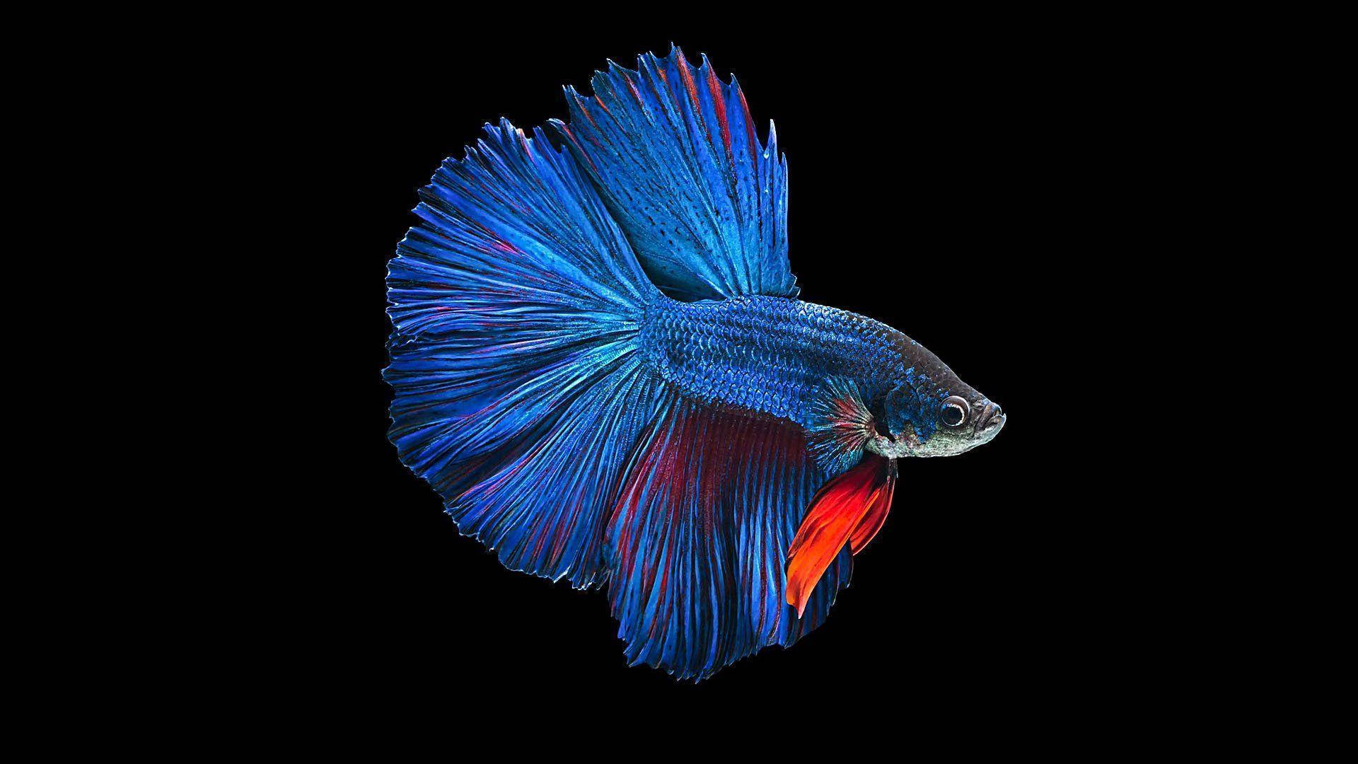 Betta Fish 桌布 壁紙 — 一條鮮豔的藍紅鬥魚，擁有流暢的魚鰭，在純黑背景上優雅地滑行。