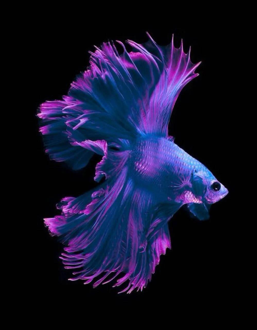 動物 桌布 壁紙 — 一條鮮豔的藍紫色鬥魚，魚鰭飄逸，在純黑背景下閃耀。