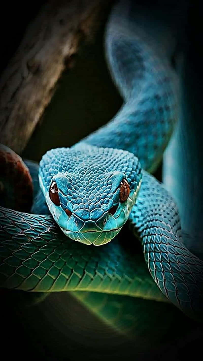 reptile 桌布 壁紙 — 一條鮮豔的藍綠色蛇纏繞在樹枝上，帶有強烈的紅色眼睛直視前方的特寫。
