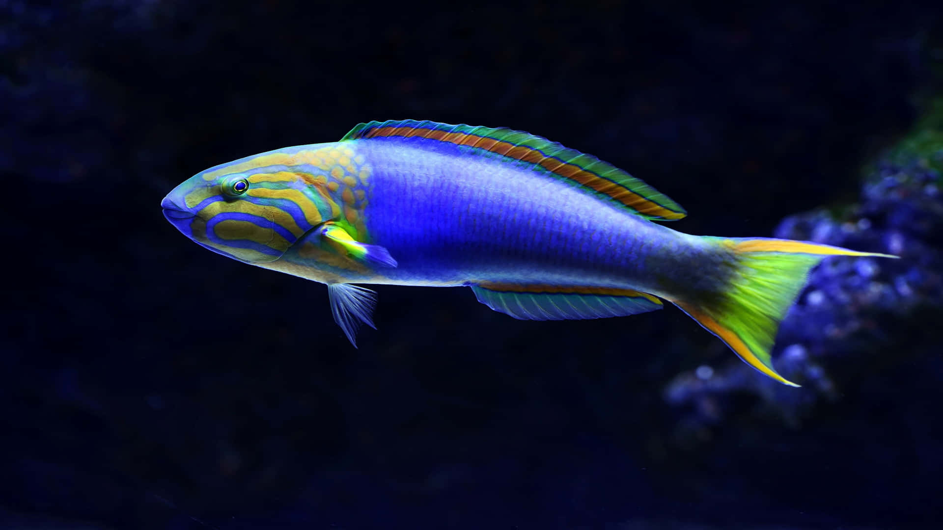 鮮豔的藍綠色魚有黃色魚鰭，在黑暗的水中靠近珊瑚游動。 — 4K 壁紙