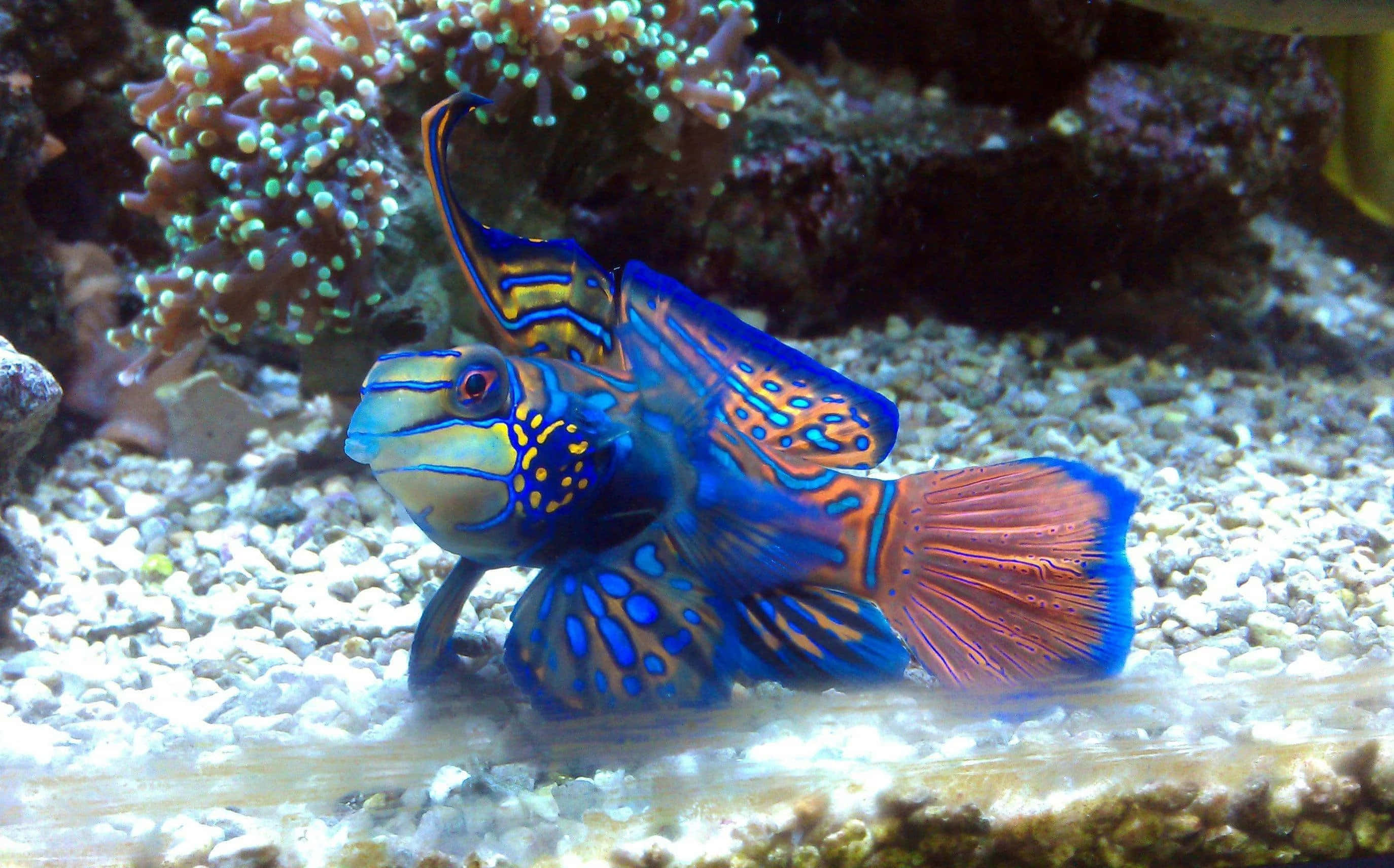 魚 桌布 壁紙 — 一條鮮豔的藍色和橙色官服魚在清澈的水族箱中，靠近珊瑚的礫石上休息。