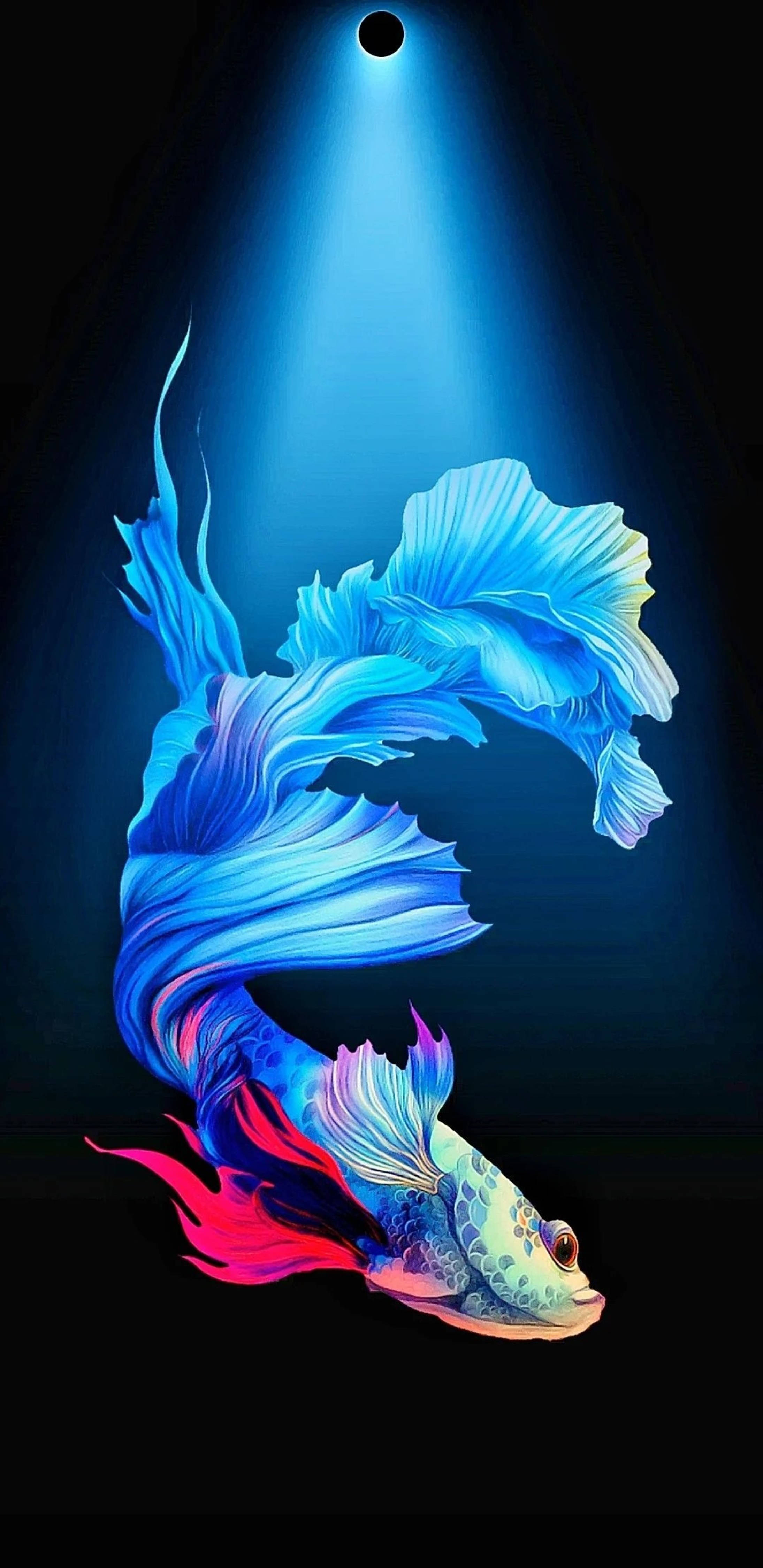動物 桌布 壁紙 — 一條鮮豔的藍色和粉紅色鬥魚，帶有流暢的魚鰭，在聚光燈下向上游動，背景為深色。