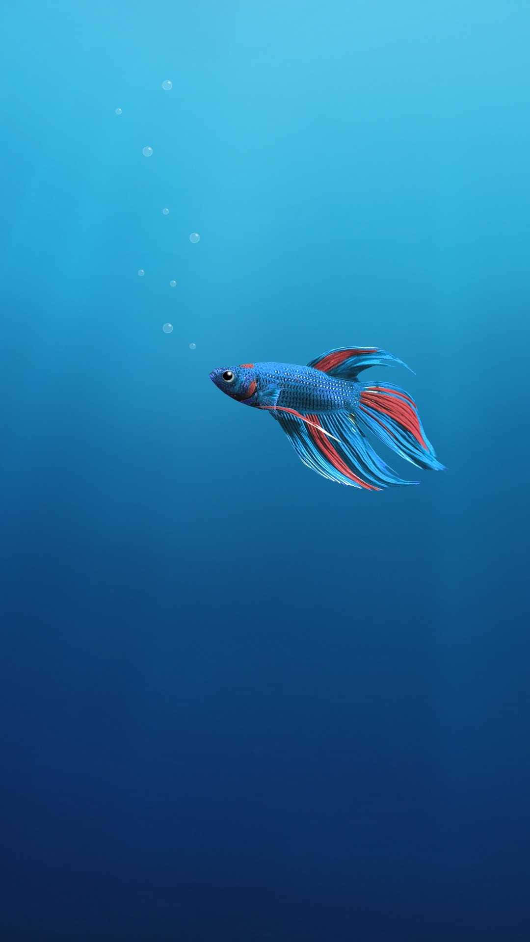 魚 桌布 壁紙 — 一條鮮豔的藍色和紅色鬥魚在深藍色水中優雅地游動，身後留下一串上升的氣泡。
