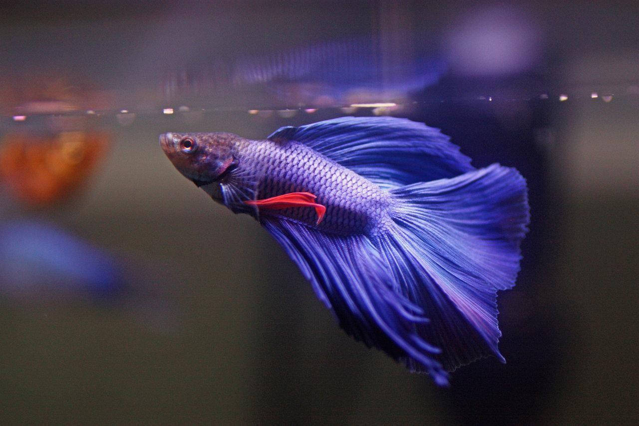Betta Fish 桌布 壁紙 — 一條鮮豔的藍色鬥魚，擁有流暢的鰭和紅色尾巴，在柔和模糊的水族箱中優雅地滑行。
