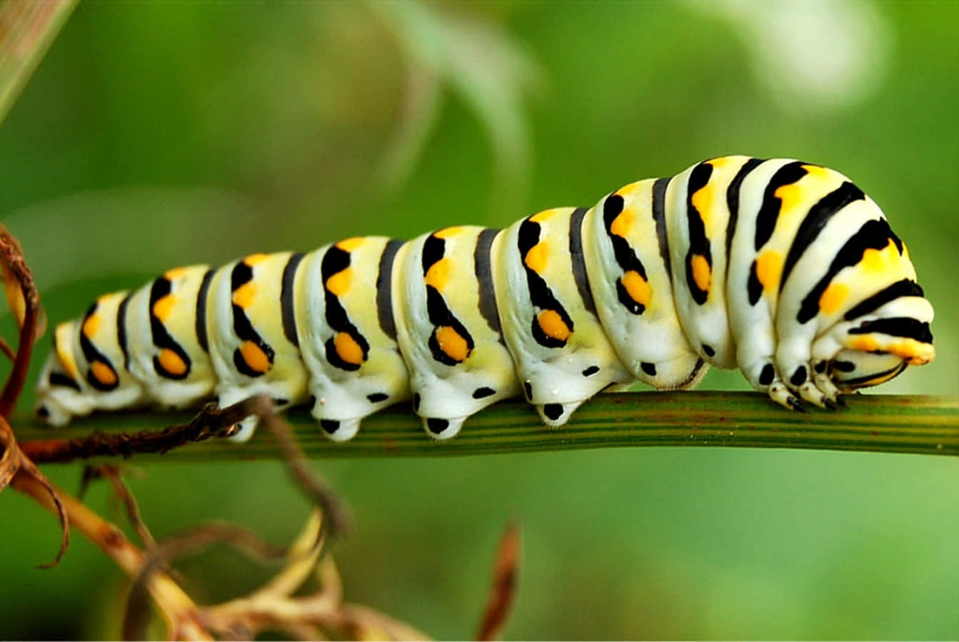 Caterpillar Insect 桌布 壁紙 — 一條鮮豔的黃、黑、白條紋毛蟲沿著一片綠葉爬行，背景有柔和模糊的樹葉。