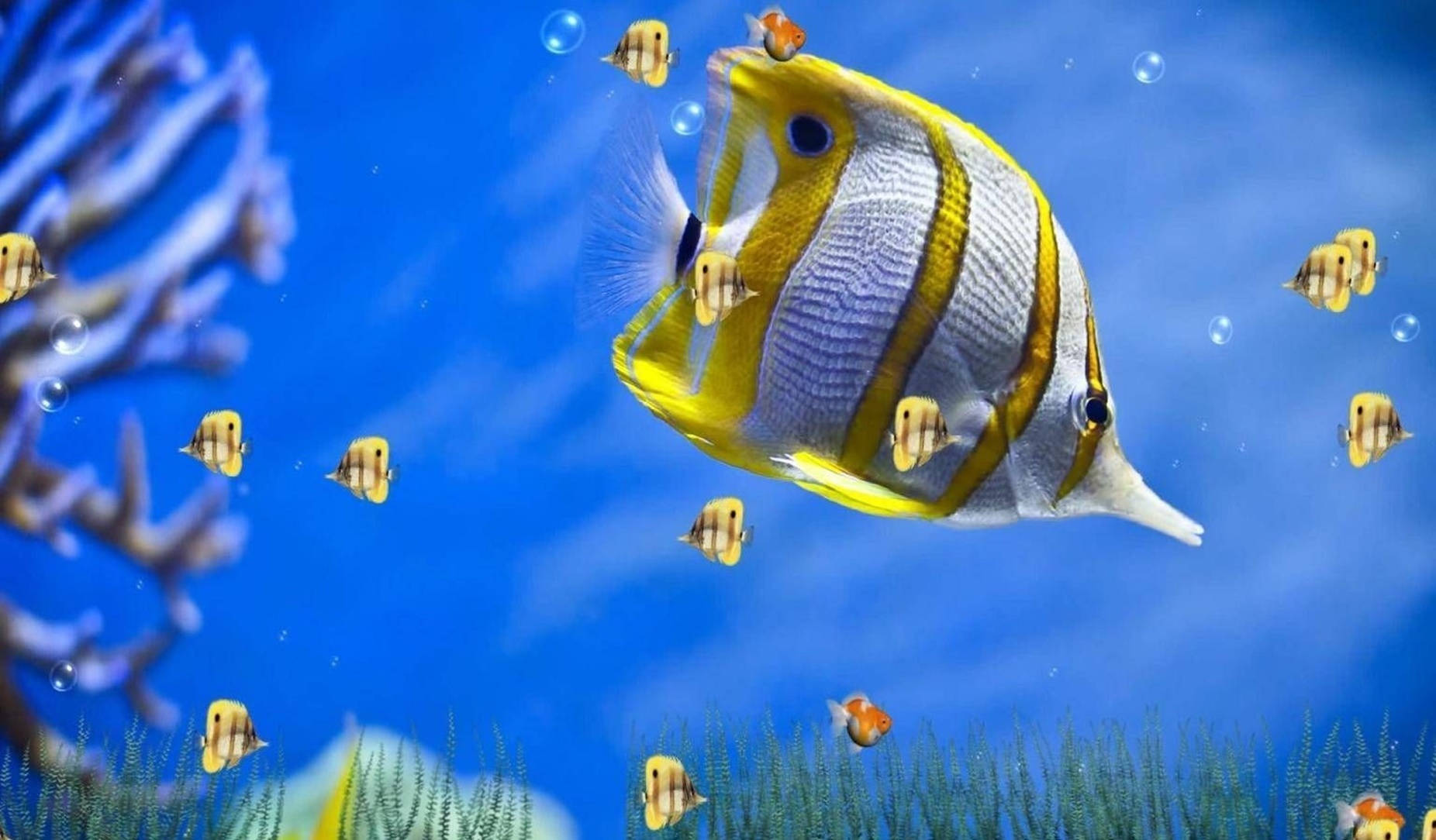 蝴蝶魚和小魚在藍色海水中靠近珊瑚和海草游動。 — 水下動畫 壁紙