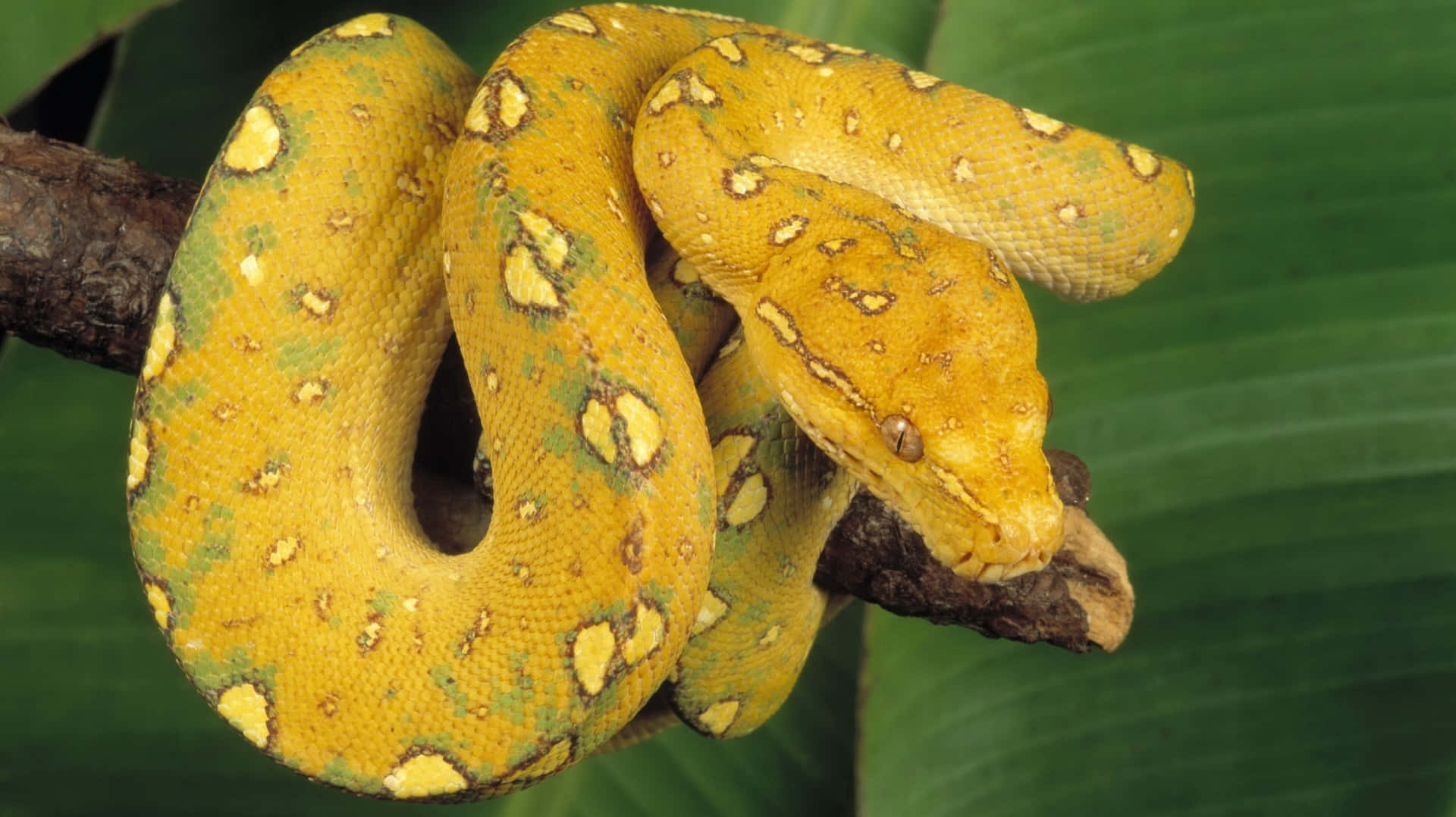 Yellow Snake 桌布 壁紙 — 一條鮮豔的黃綠色樹蟒優雅地纏繞在樹枝上，背景是茂密的熱帶葉子。