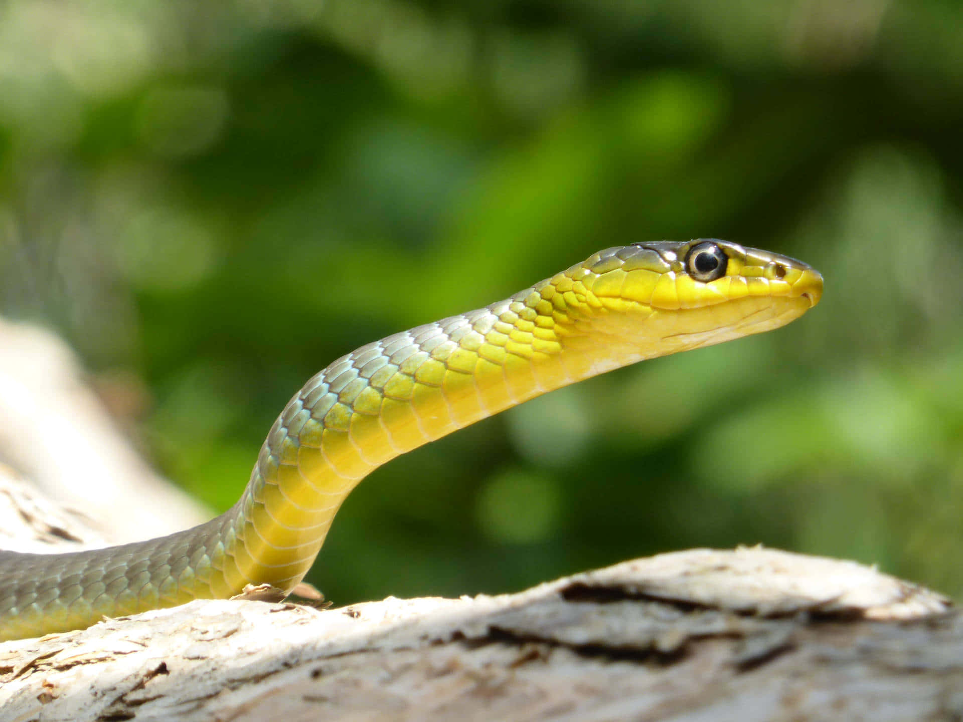 Yellow Snake 桌布 壁紙 — 一條鮮豔的黃綠色蛇，身體修長，警覺地棲息在陽光照耀的樹枝上，背景是柔和的綠色樹葉。