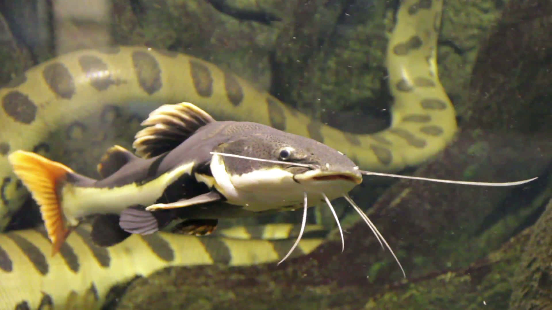 catfish 桌布 壁紙 — 一條鮮豔的黃黑斑點鯰魚在清澈的水中優雅地游動，背景中有一條大蛇盤繞著。