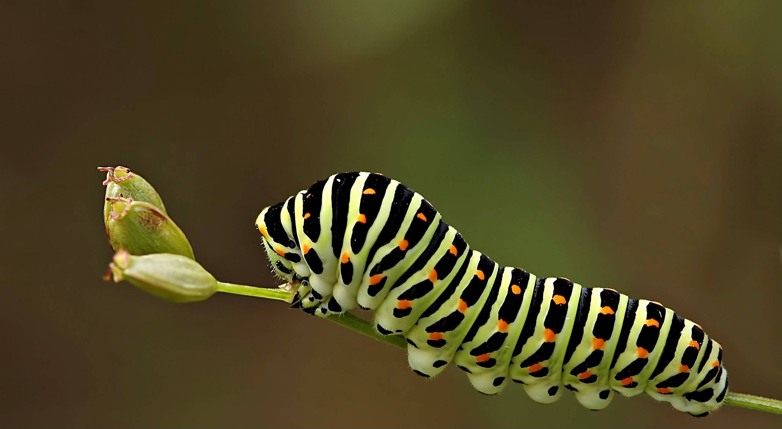 Caterpillar Insect 桌布 壁紙 — 一條鮮豔的黑色、黃色和橙色條紋毛蟲沿著綠色莖幹爬行，靠近未開放的花蕾。