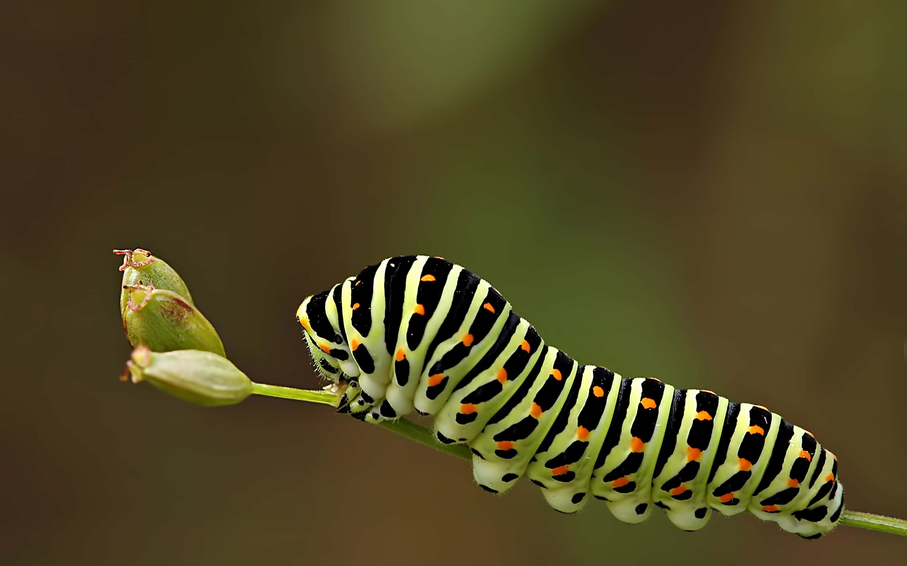 Caterpillar Insect 桌布 壁紙 — 一條鮮豔的黑色、黃色和橙色條紋毛蟲緊貼在綠色莖上，旁邊是未開的花蕾。