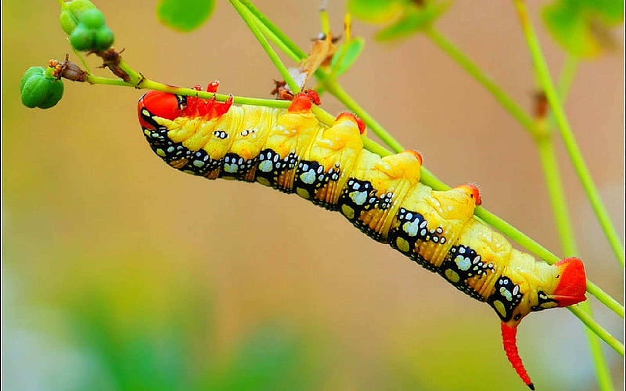 Caterpillar Insect 桌布 壁紙 — 一條鮮黃色、帶有黑白斑點節段、頭尾紅色的毛蟲，正停在一根綠色植物莖上。