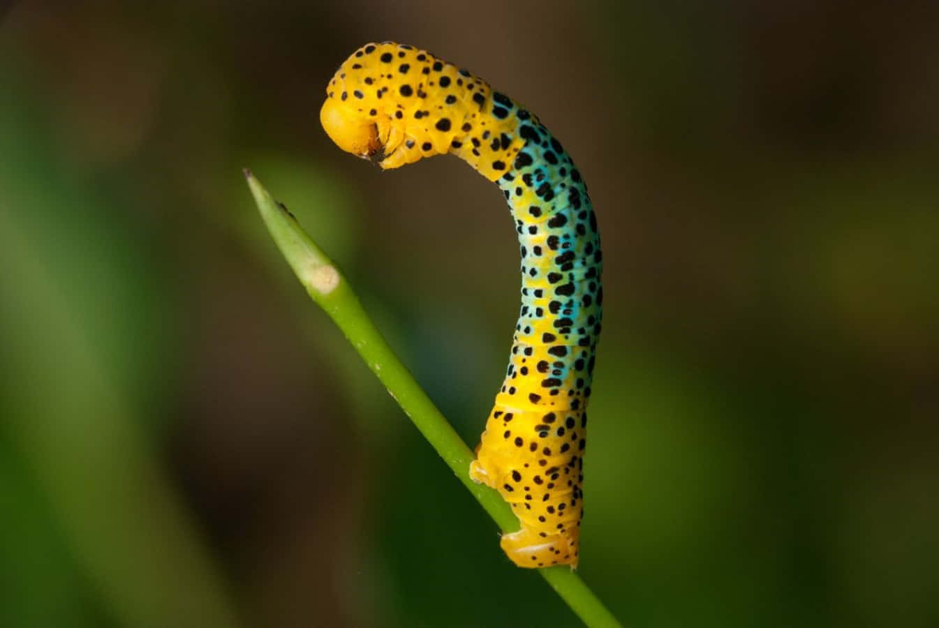 Caterpillar Insect 桌布 壁紙 — 一條鮮黃色和藍綠色的毛蟲帶有黑色斑點，在柔和的模糊綠色背景下優雅地蜷曲在綠色莖上。