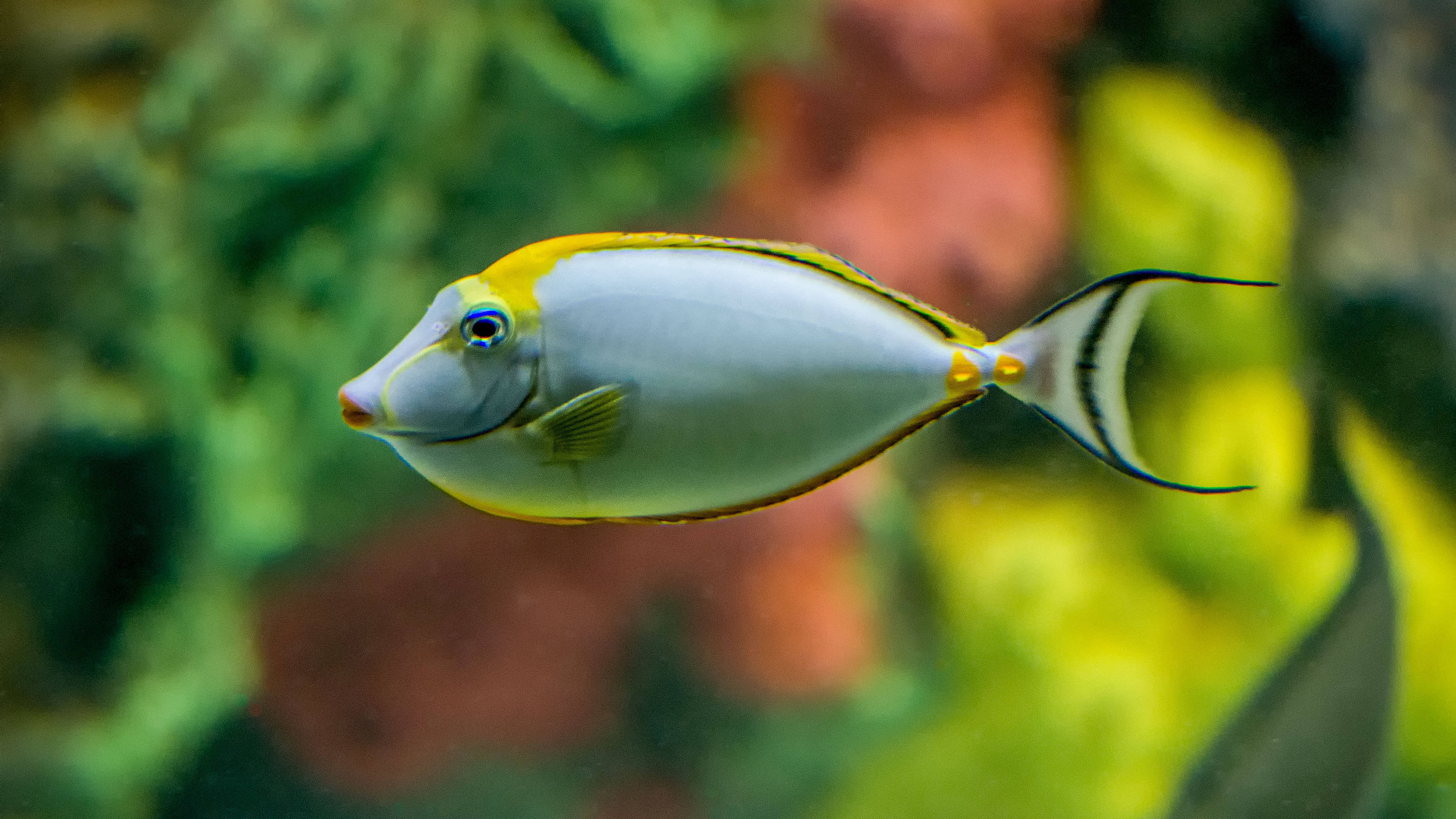 魚 桌布 壁紙 — 一條鮮黃色和銀色的外科醫生魚在色彩繽紛的珊瑚礁水域中優雅地滑行。
