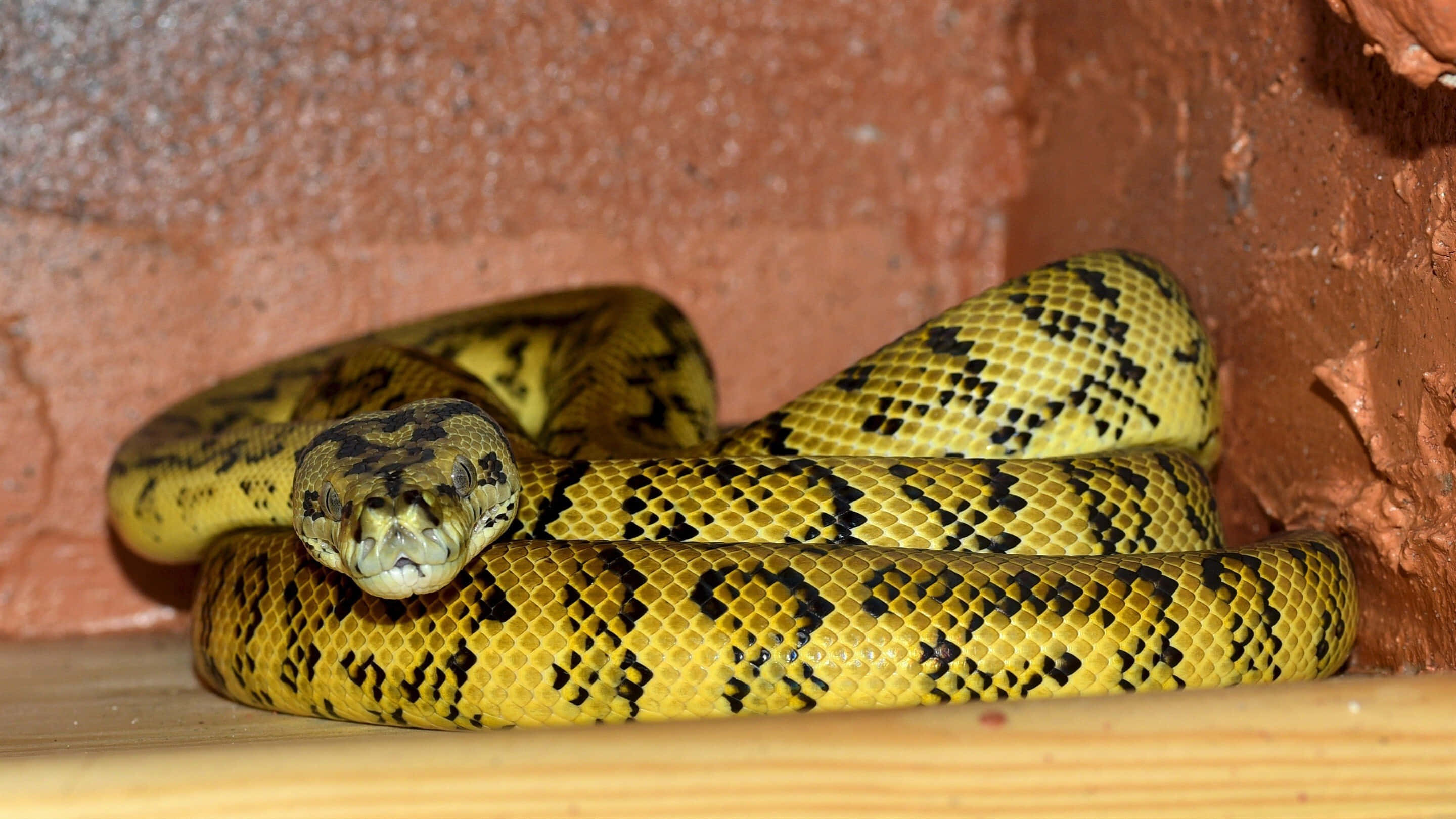 Yellow Snake 桌布 壁紙 — 一條鮮黃色帶黑色圖案的蟒蛇，平靜地纏繞在有紋理的赤陶牆上。