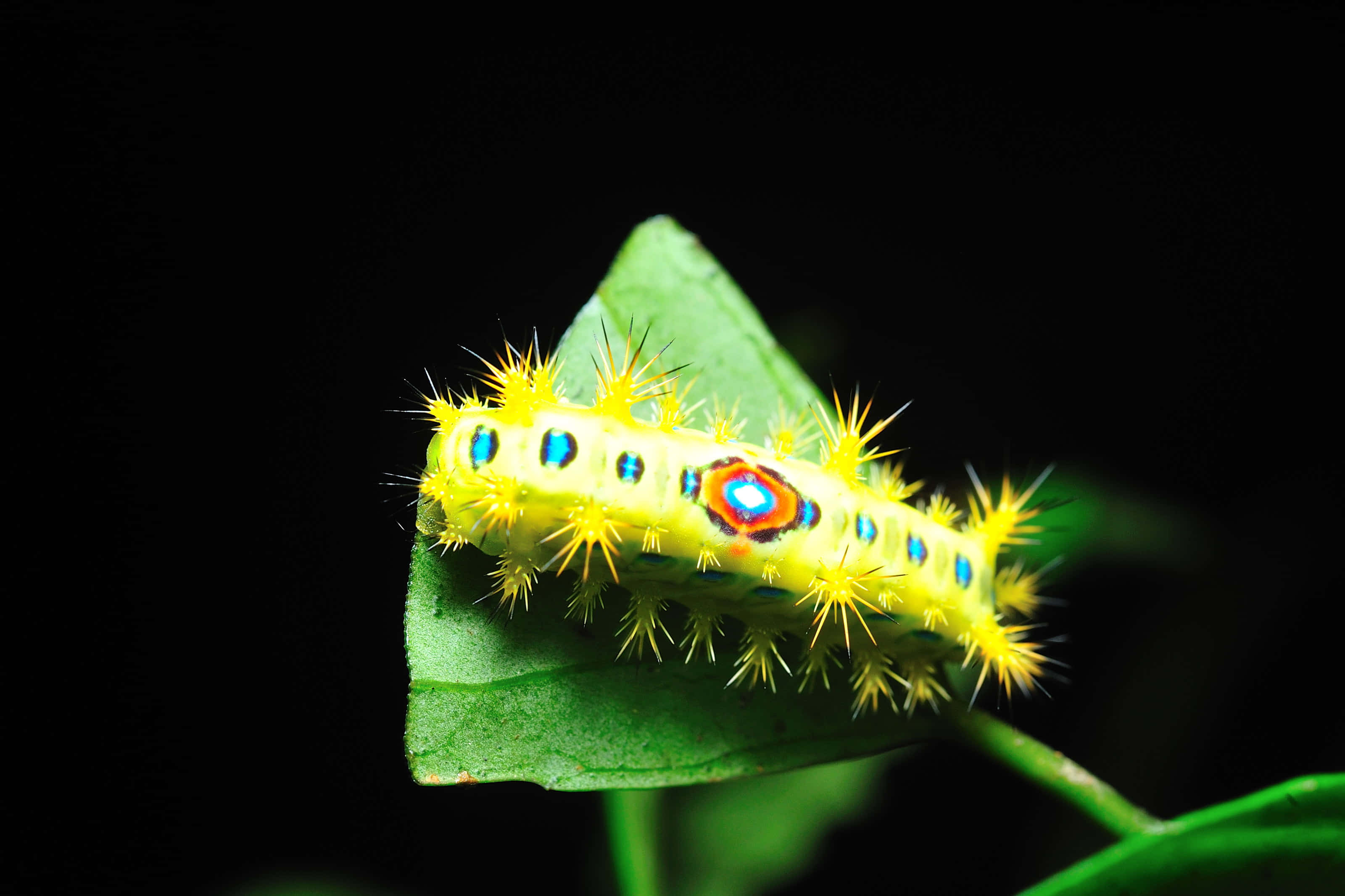 Caterpillar Transformation 桌布 壁紙 — 一條鮮黃色的毛毛蟲，帶有藍色和橙色的眼斑，在黑色背景的綠葉上爬行。