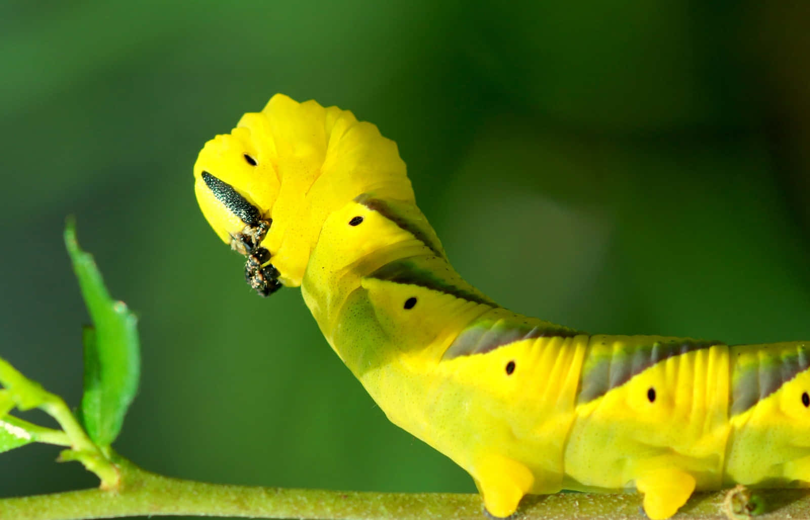 Caterpillar Insect 桌布 壁紙 — 一條鮮黃色的毛毛蟲，帶有黑色斑點和綠色條紋，緊貼在樹葉茂密的樹枝上，背景是柔和的綠色。