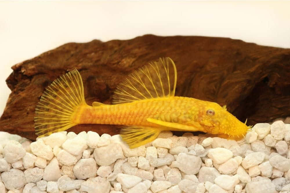 catfish 桌布 壁紙 — 一條鮮黃色的異型魚在乾淨的水族箱中，靠近深色沉木，停留在白色礫石上休息。