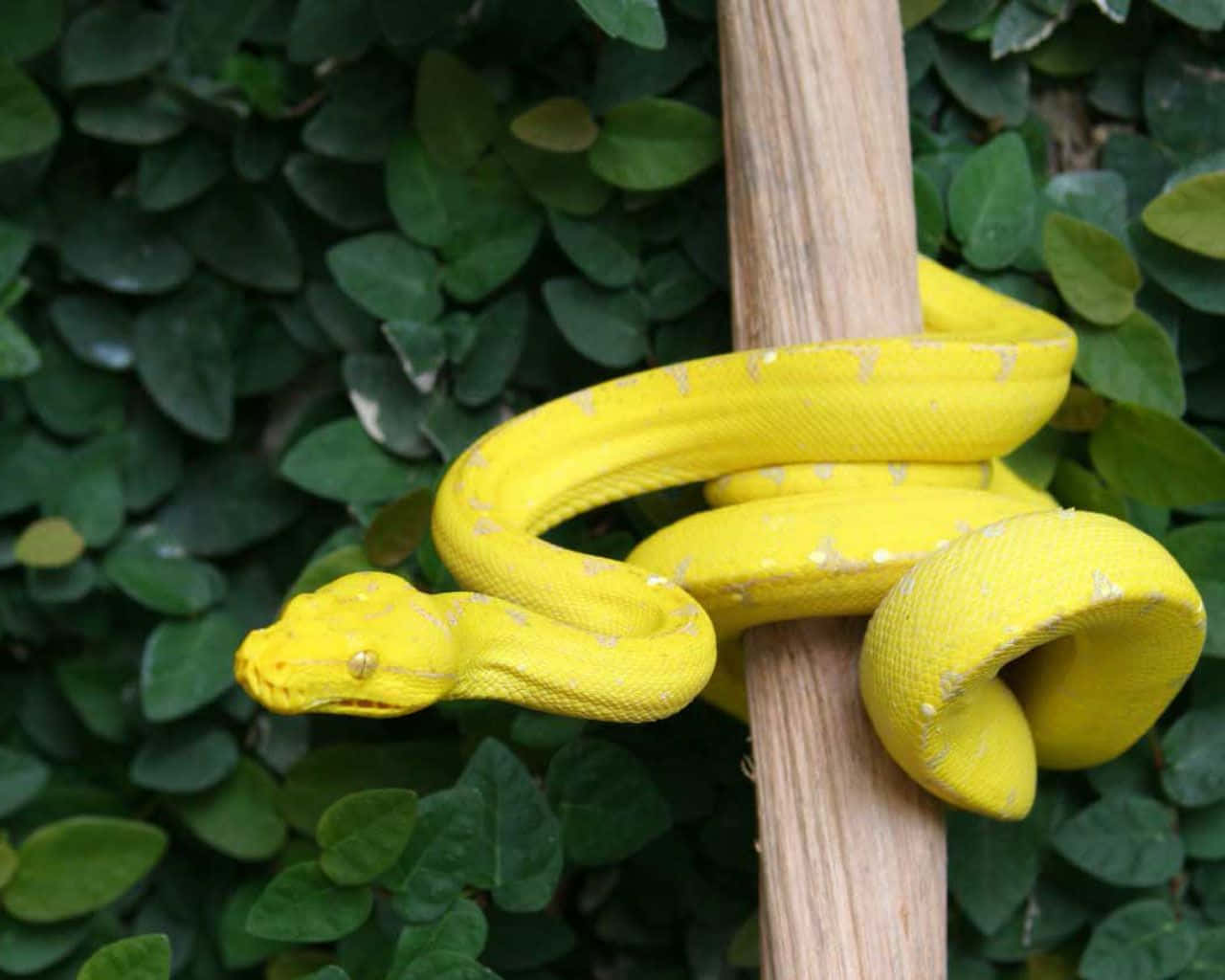 Yellow Snake 桌布 壁紙 — 一條鮮黃色的蛇優雅地纏繞在木柱上，背景是茂密的綠色樹葉。
