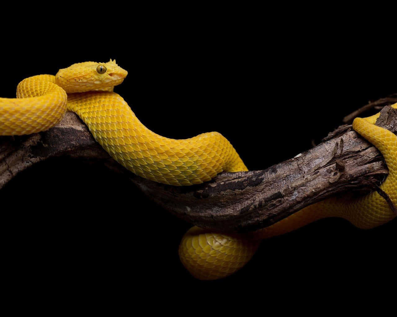 Yellow Snake 桌布 壁紙 — 一條鮮黃色的蛇在純黑色背景下，優雅地纏繞在深色紋理的樹枝上。