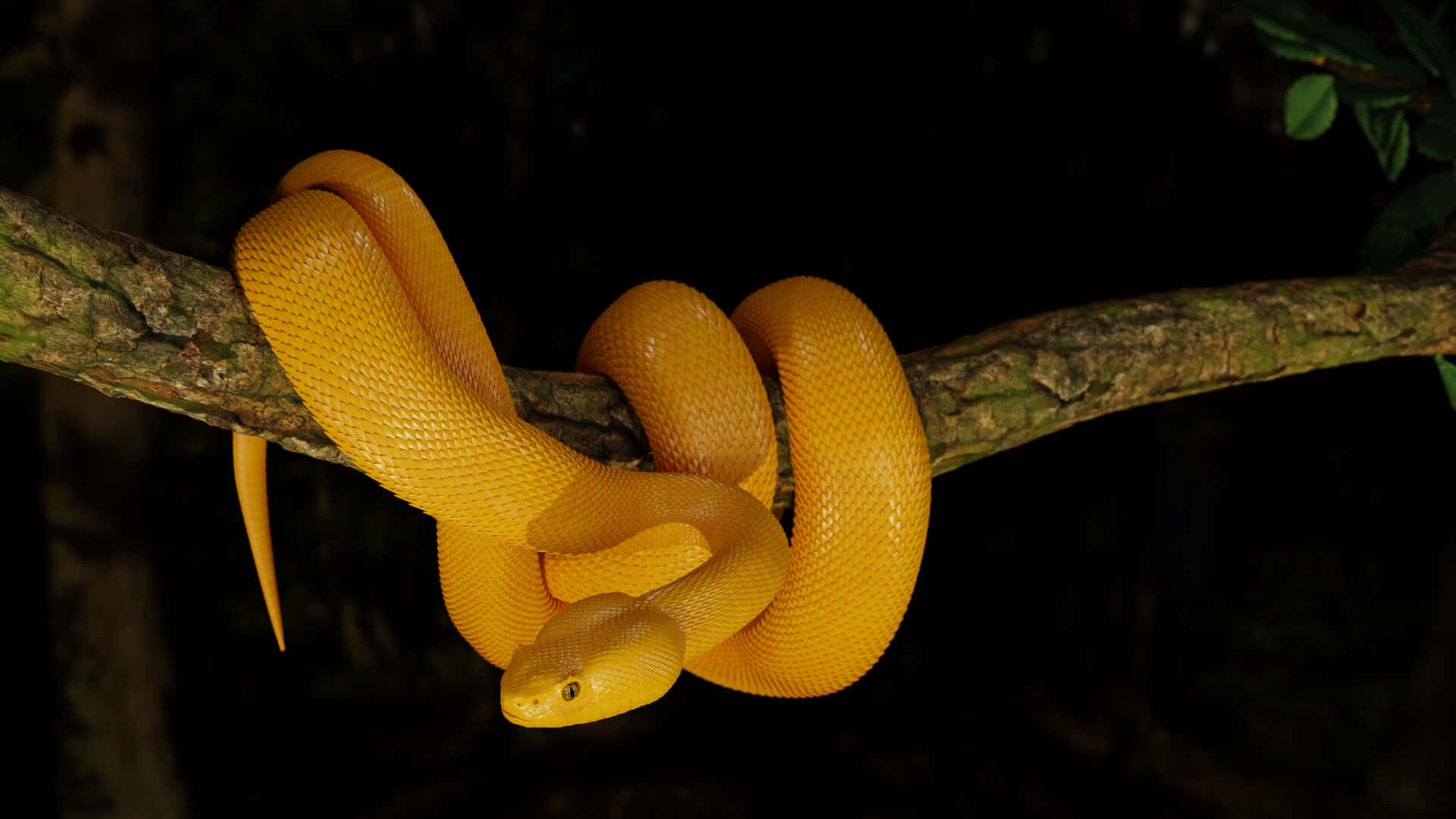 Yellow Snake 桌布 壁紙 — 一條鮮黃色的蛇在黑暗森林樹冠下的苔蘚樹枝上優雅地盤繞。