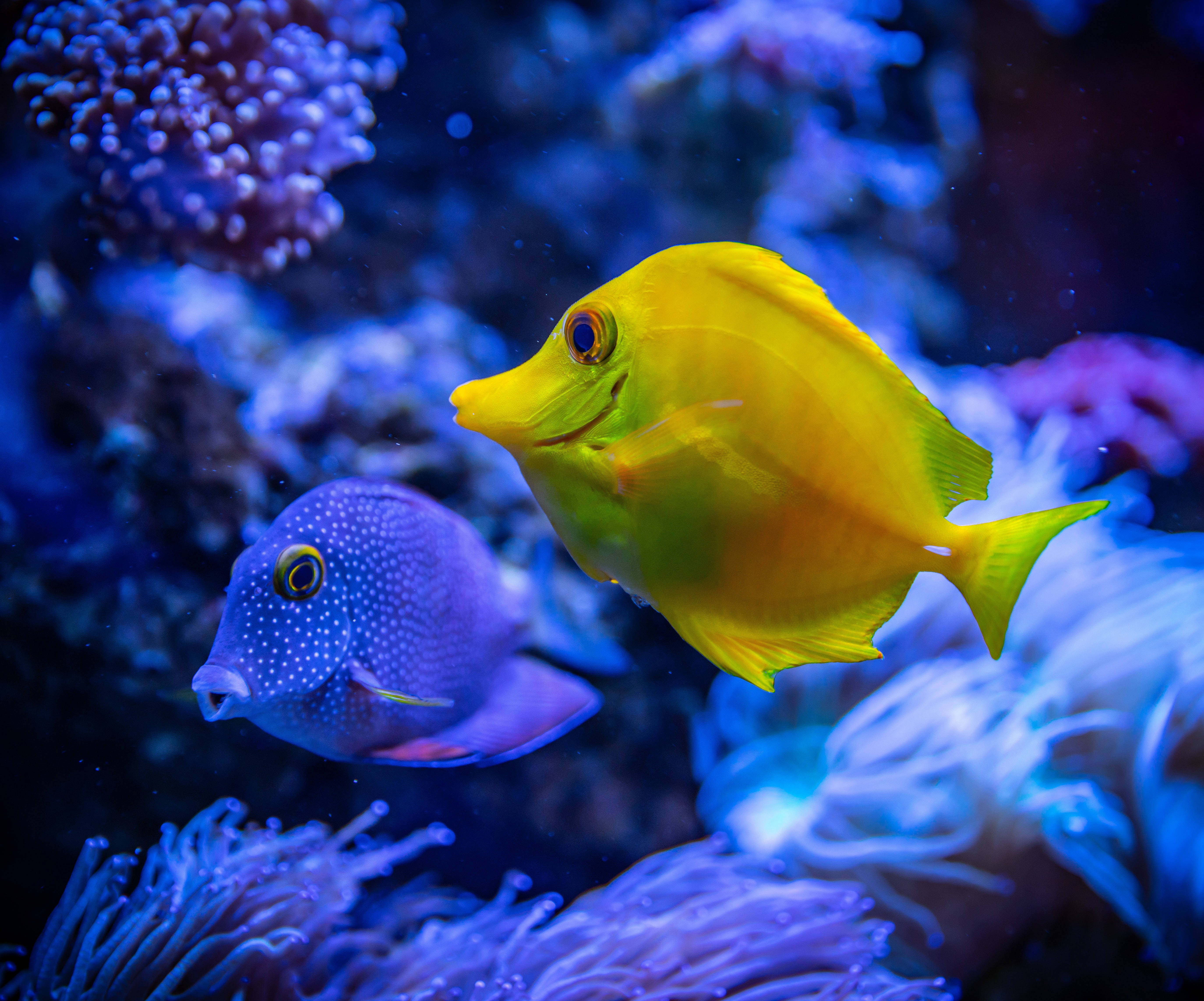 魚 桌布 壁紙 — 一條鮮黃色的黃高鰭刺尾魚和一條有斑點的藍色魚在深海場景中，在發光的紫色和藍色珊瑚間優雅地游動。