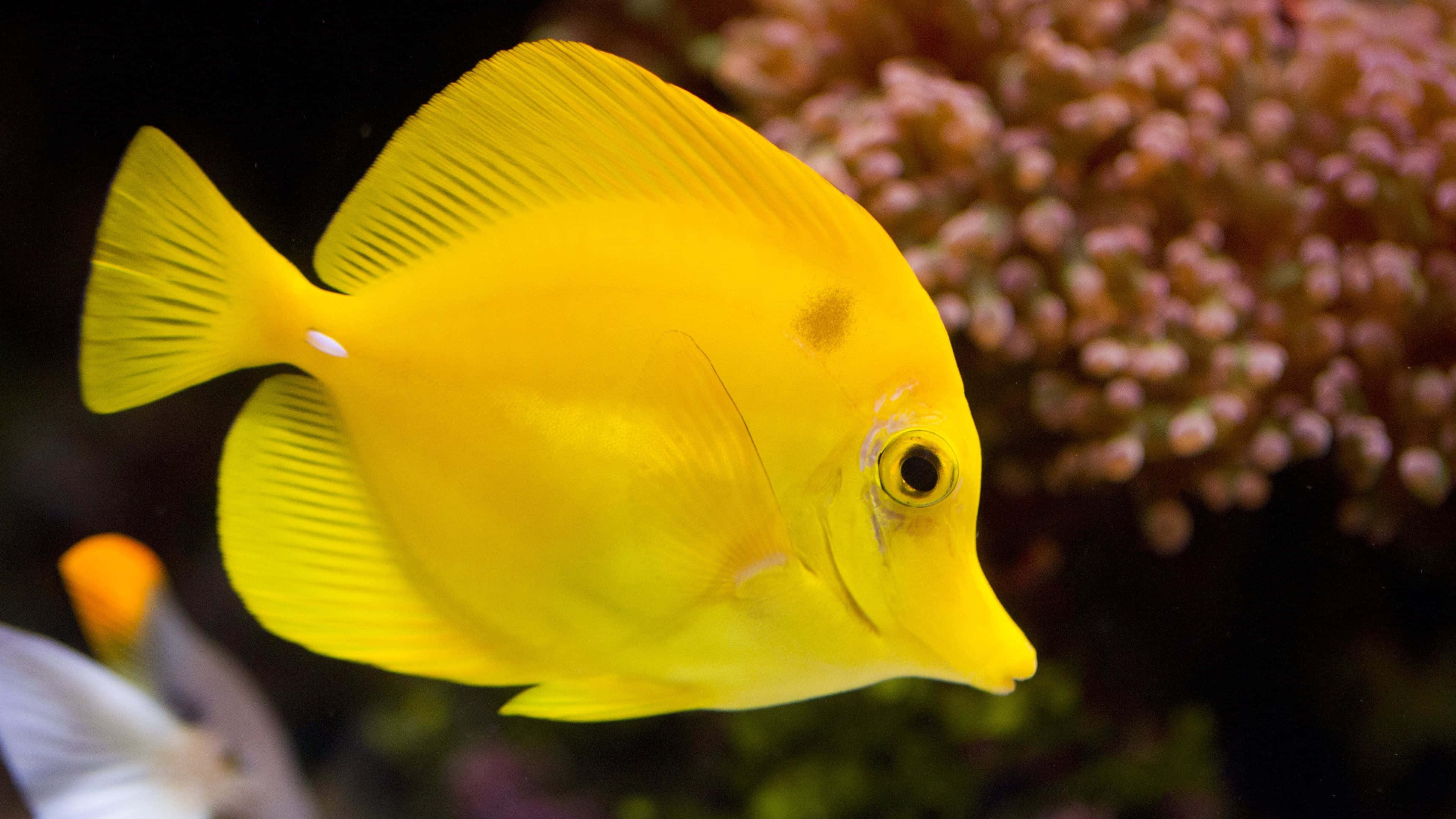 4K Fish 桌布 壁紙 — 一條鮮黃色的黃高鰭刺尾魚在清澈的水下場景中優雅地游過柔軟的粉紅色珊瑚。