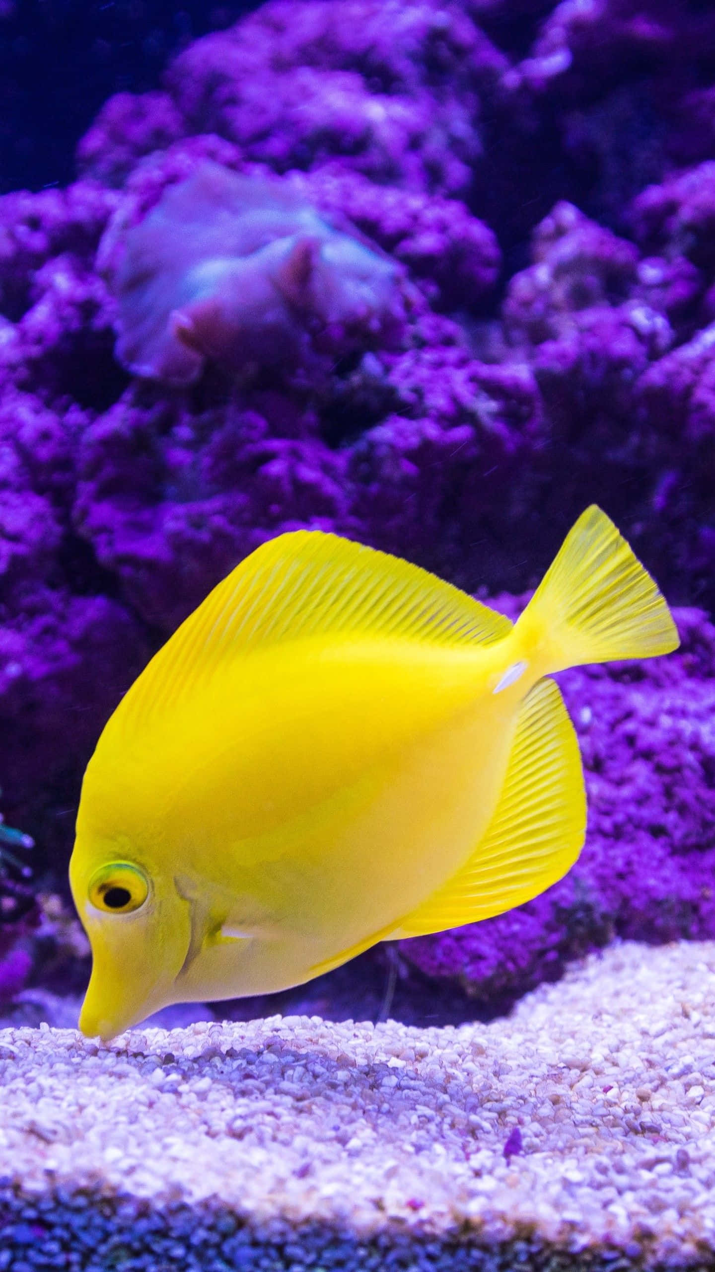 HD Fish 桌布 壁紙 — 一條鮮黃色的黃高鰭刺尾魚在色彩繽紛的照明水族箱中，於紫色珊瑚和沙質底部附近游動。