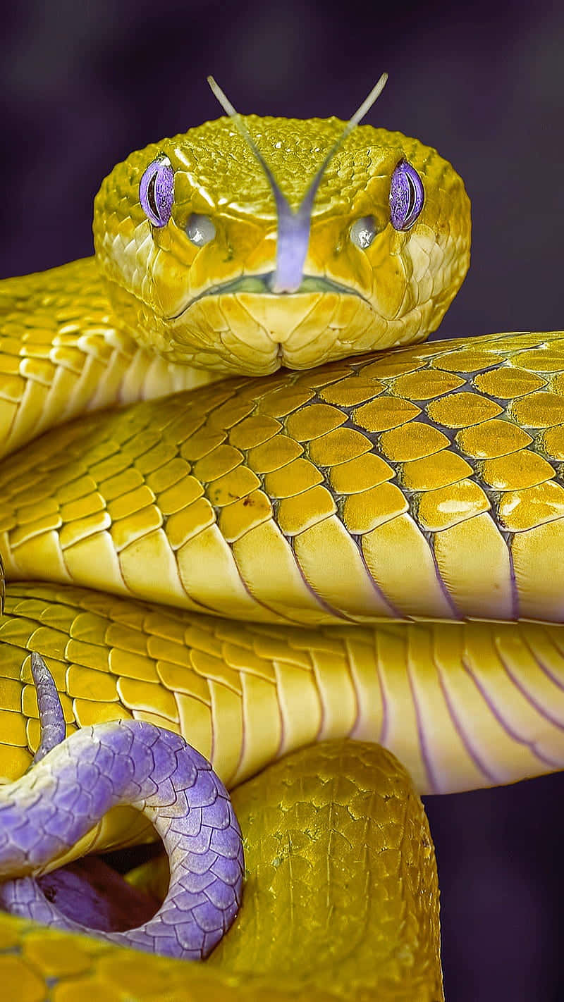 Yellow Snake 桌布 壁紙 — 一條鮮黃色蛇的特寫，有紫色眼睛和點綴，在深色背景上盤繞。