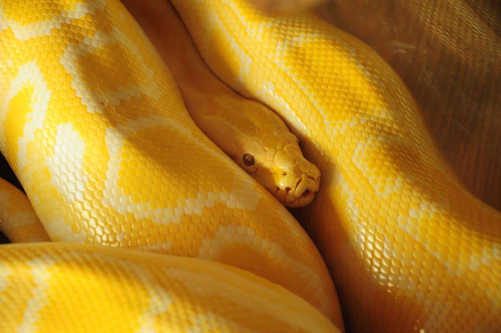 Yellow Snake 桌布 壁紙 — 一條鮮黃色蟒蛇緊緊盤繞的特寫，帶有複雜的鱗片圖案和柔和光線。
