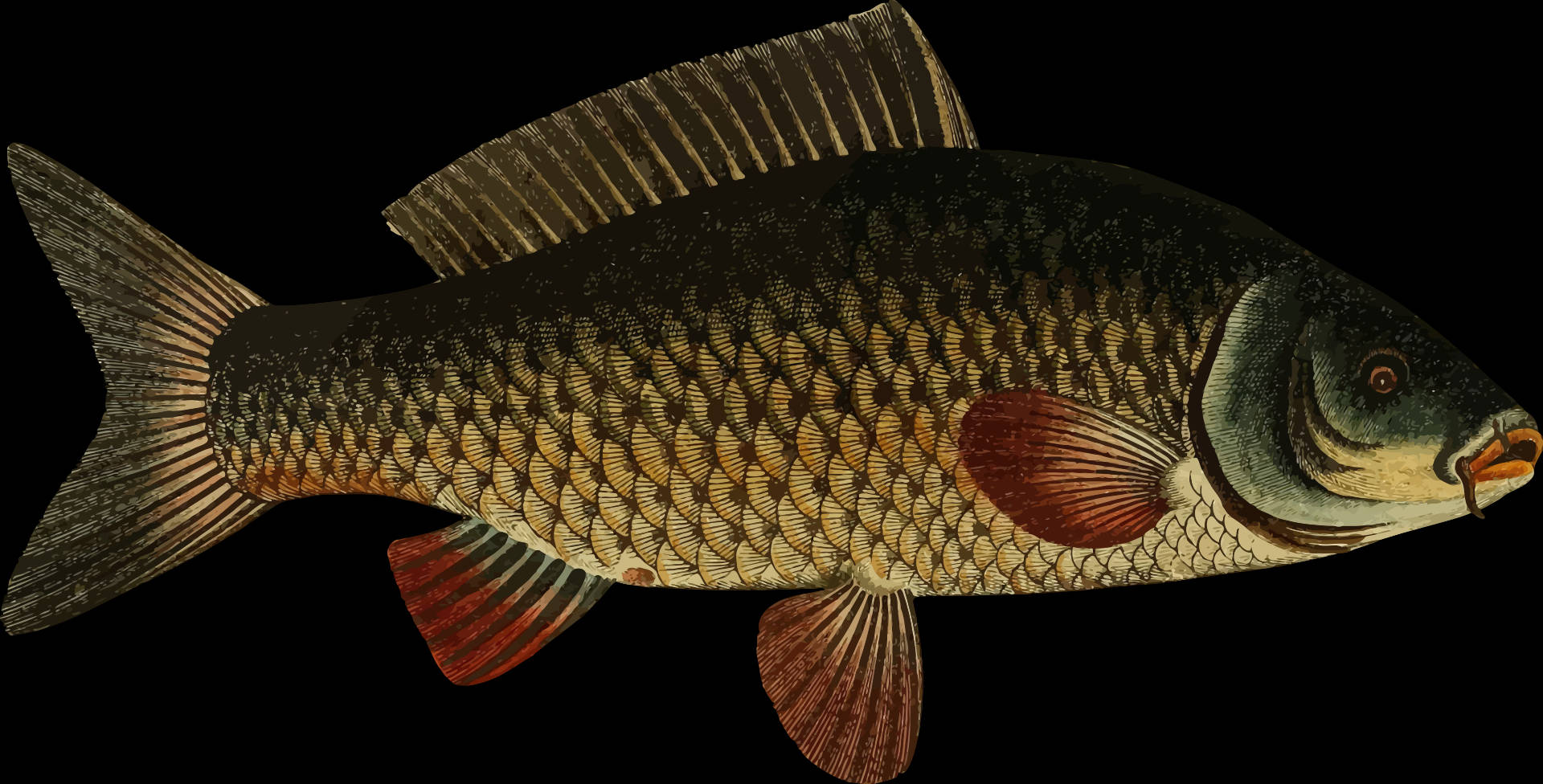 魚 桌布 壁紙 — 一條鯉魚的詳細插圖，帶有紋理鱗片和紅色魚鰭，背景為黑色。