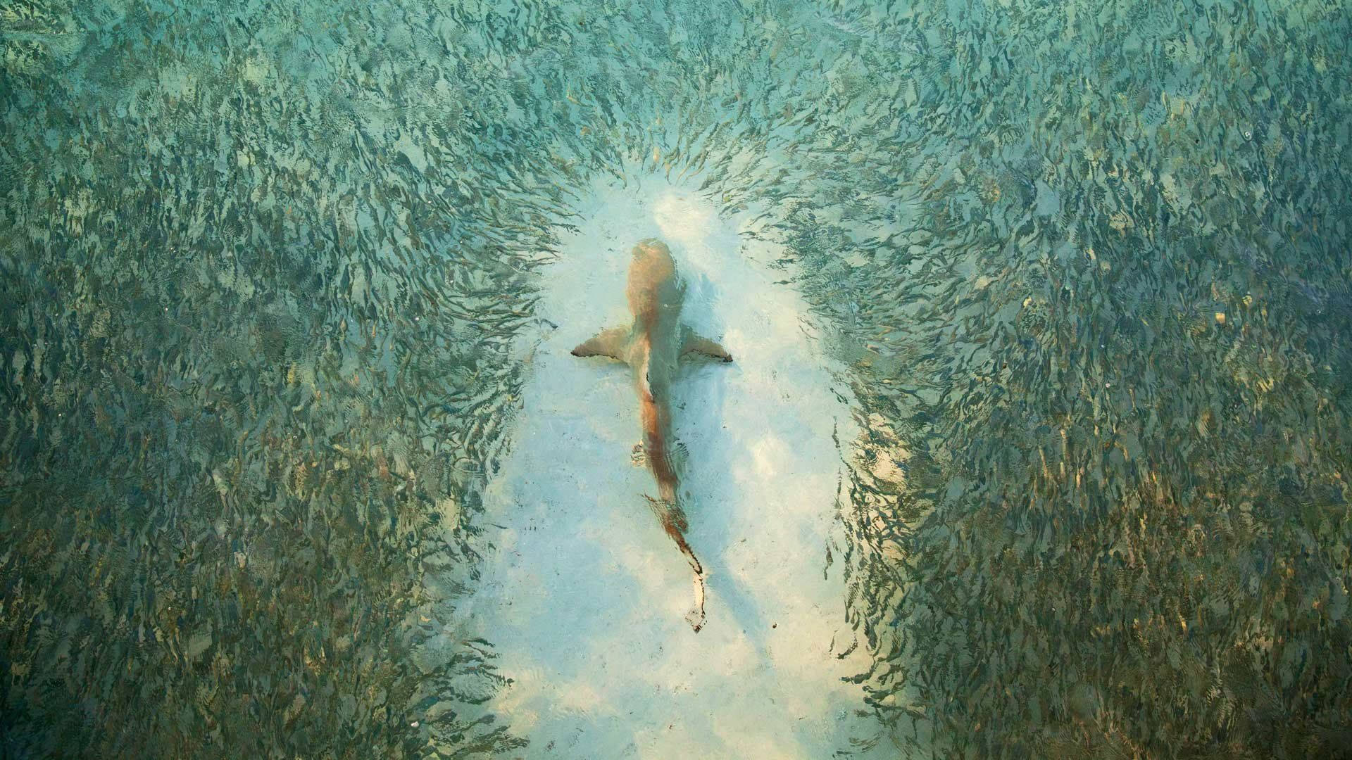 必應 桌布 壁紙 — 一條鯊魚在旋轉的魚群中游過，從上方觀看的綠松色海水。