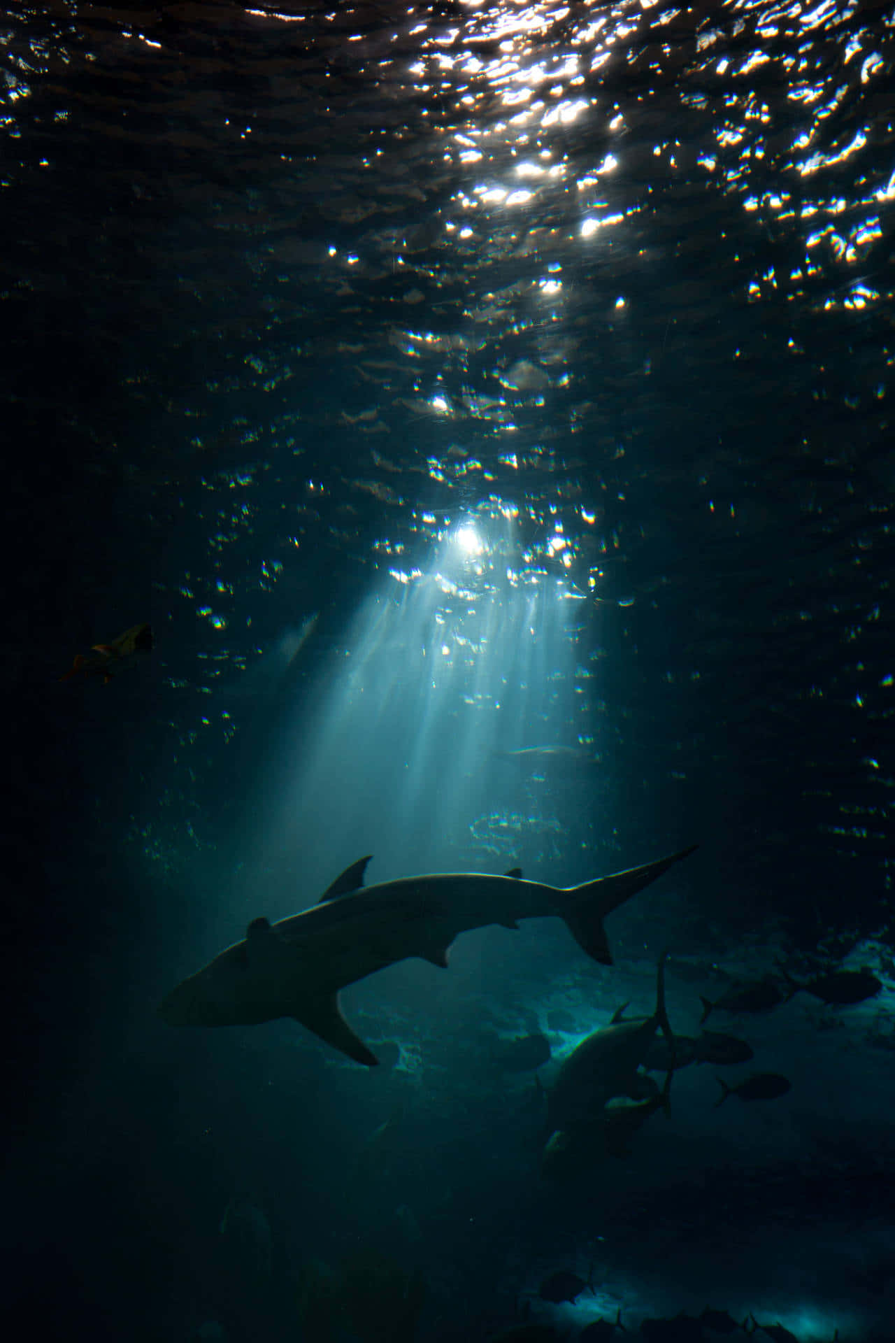 Cool Shark 桌布 壁紙 — 一條鯊魚在深藍色的海水中滑行，陽光穿透上方的水面。