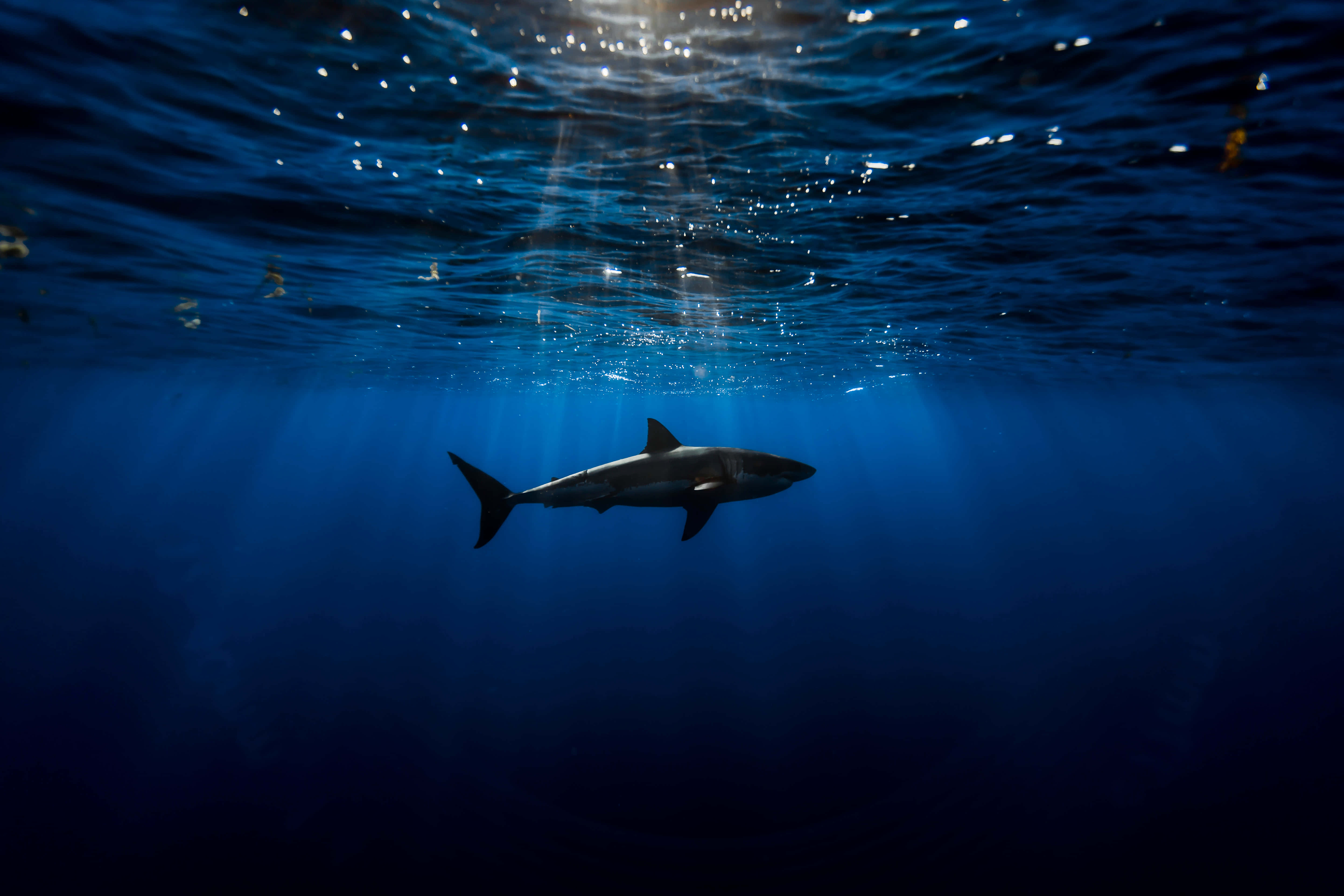 Swimming 桌布 壁紙 — 一條鯊魚在深藍色的海洋中優雅地滑行，陽光穿透上方的水面。