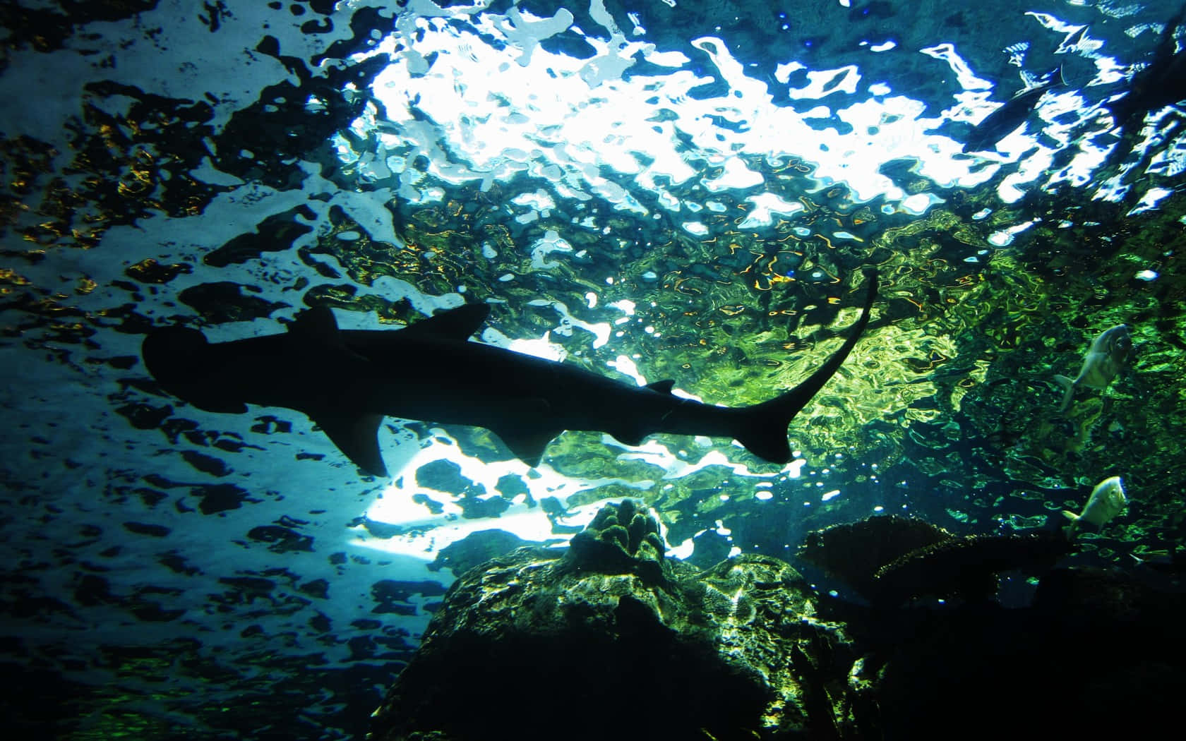 Hammerhead Shark 桌布 壁紙 — 一條鯊魚在陽光照耀的碧綠海水中優雅地滑行，越過岩石海底，水面閃爍著粼粼波光。