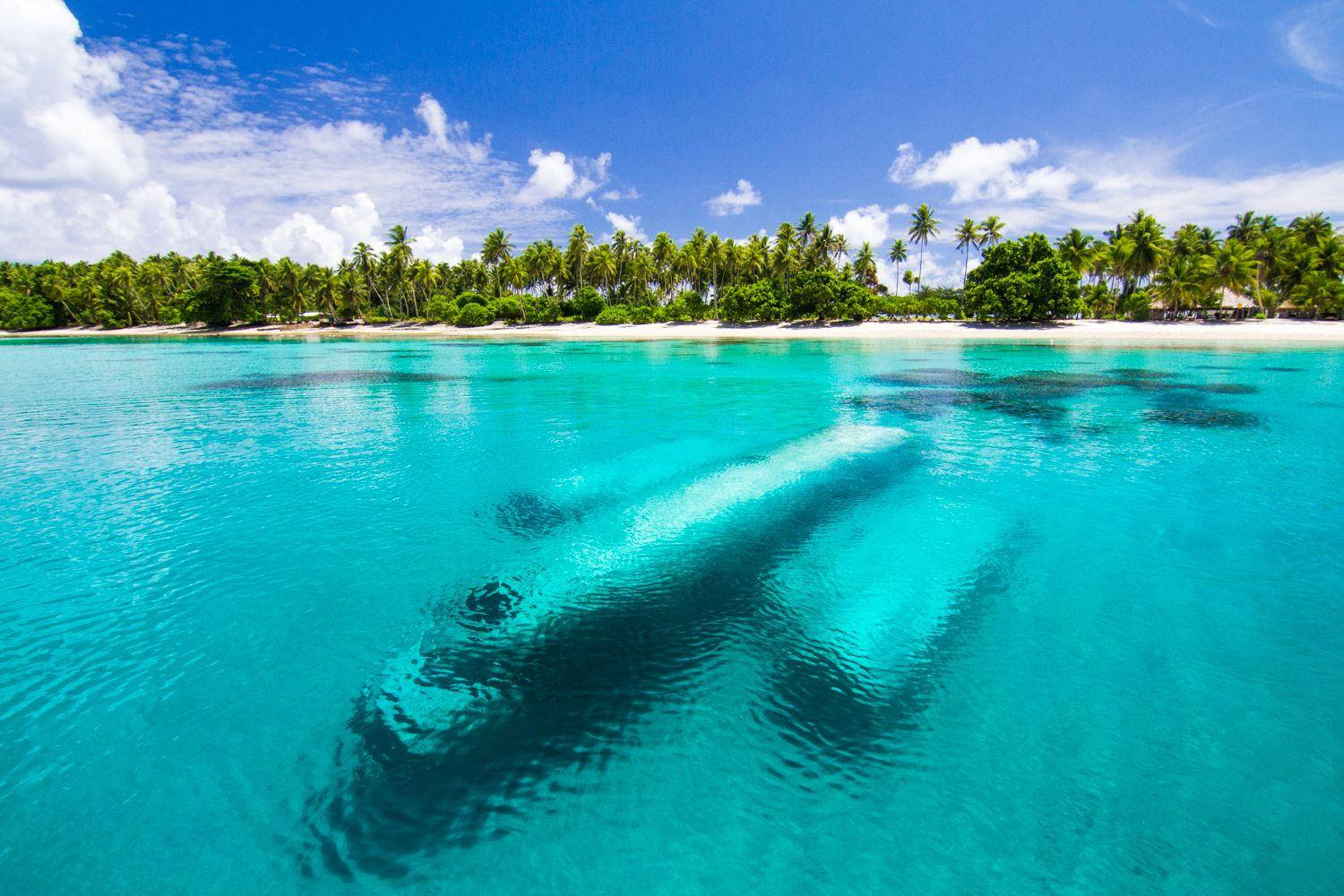 Marshall Island 桌布 壁紙 — 一條鯨魚在清澈碧綠的海水中優雅地滑行，靠近一個棕櫚樹成蔭的熱帶島嶼，上方是明亮的藍天。