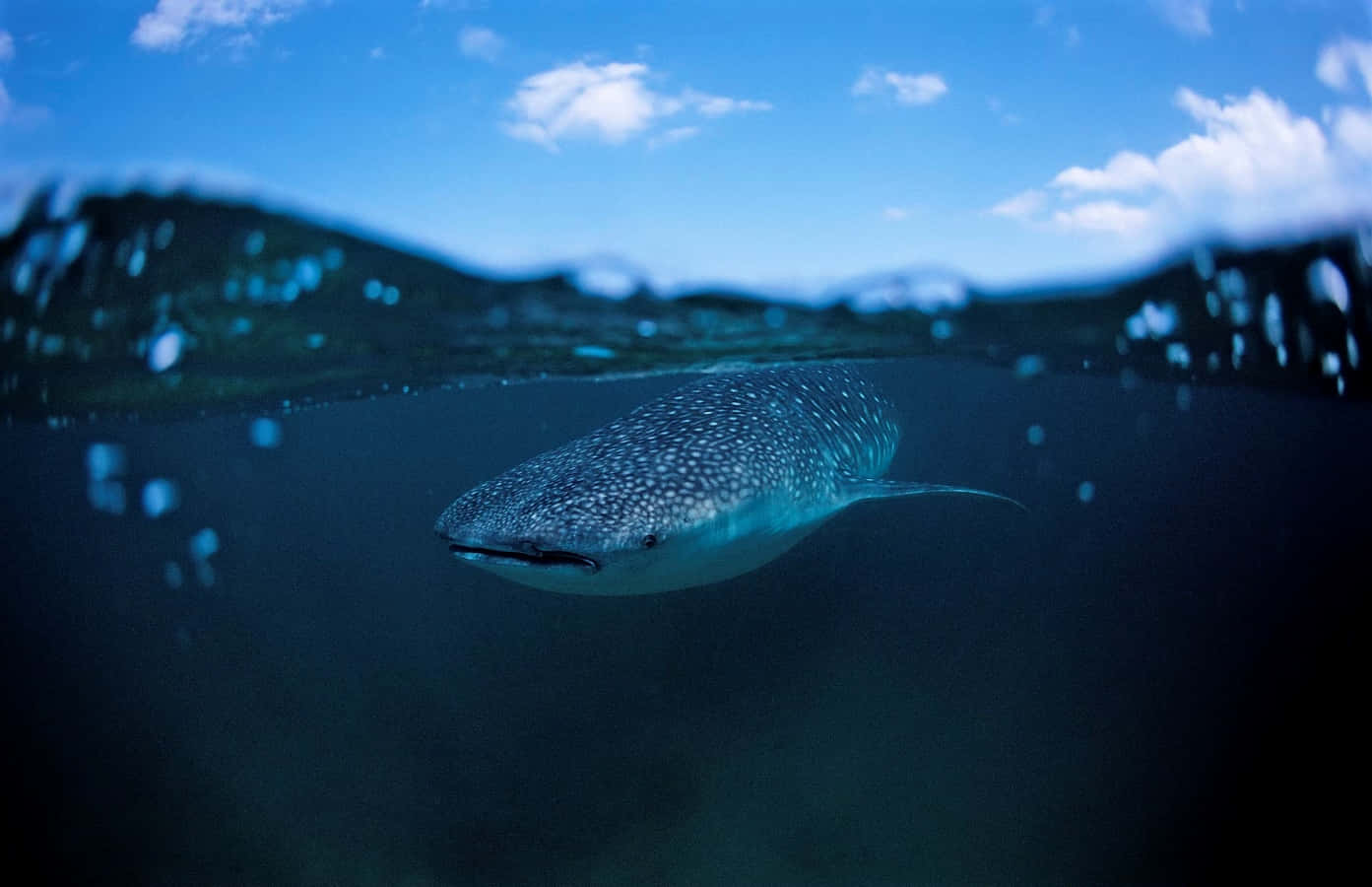 Whale Shark 桌布 壁紙 — 一條鯨鯊在海面下優雅地滑行，上方可見清澈的藍天和蓬鬆的白雲。