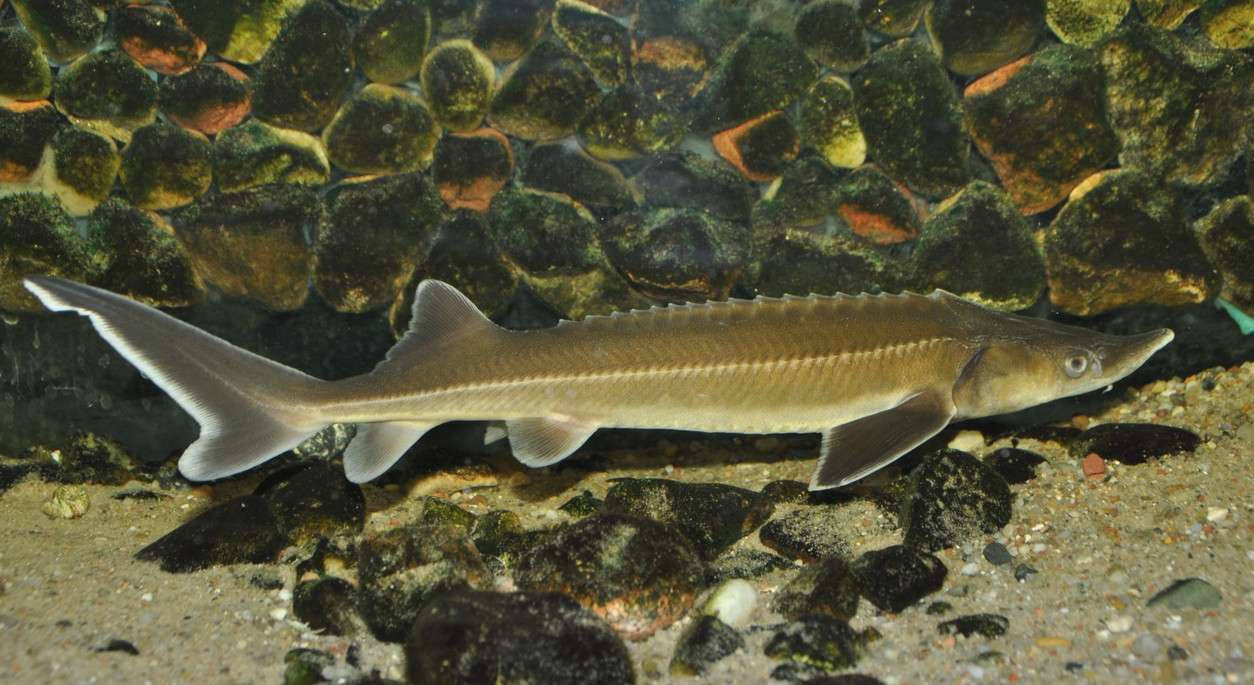 魚 桌布 壁紙 — 一條鱘魚在清澈的水中優雅地滑過佈滿苔蘚的河石床。