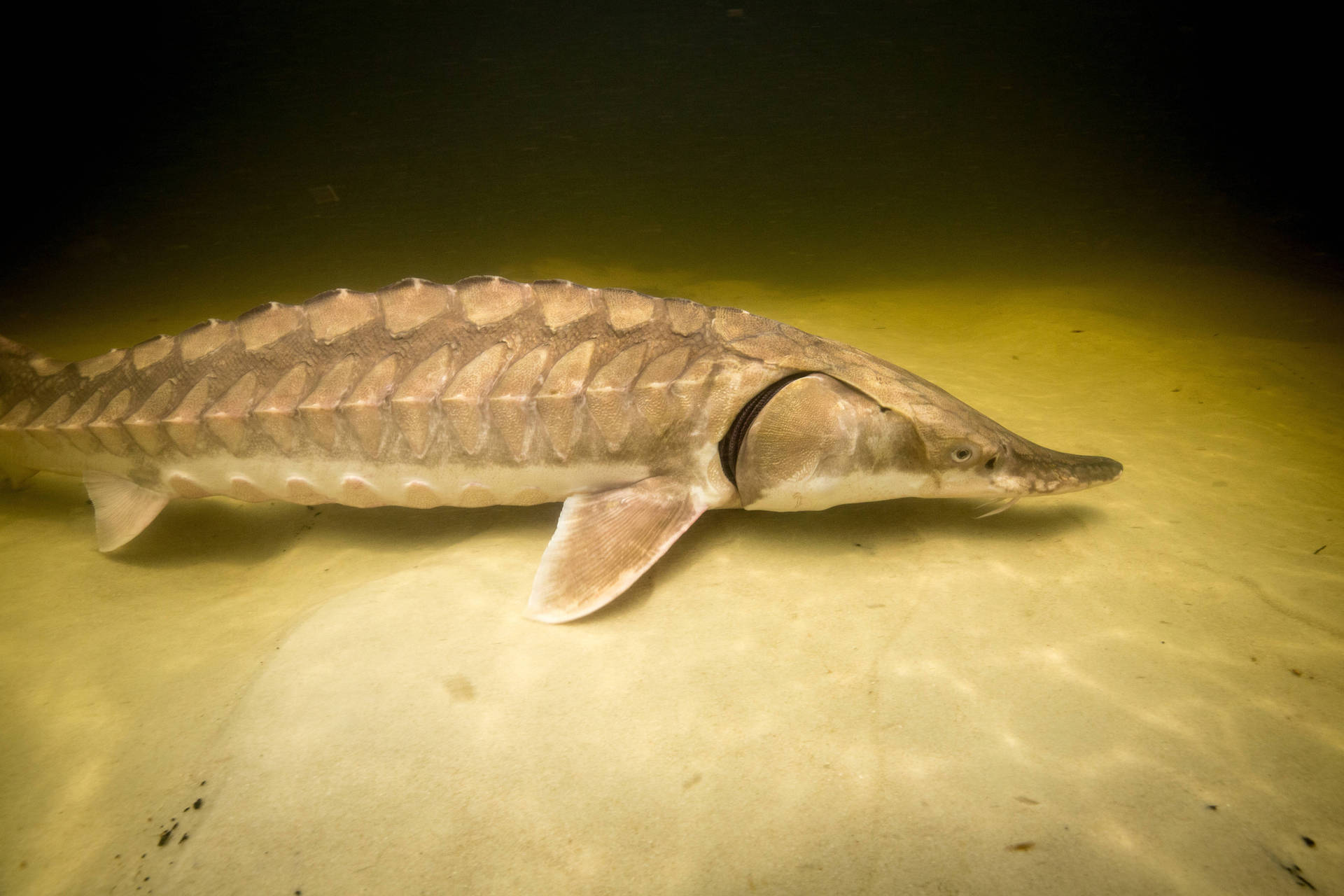 魚 桌布 壁紙 — 一條鱘魚在溫暖的金色水中優雅地滑過沙質河床，柔和光線從上方透入。
