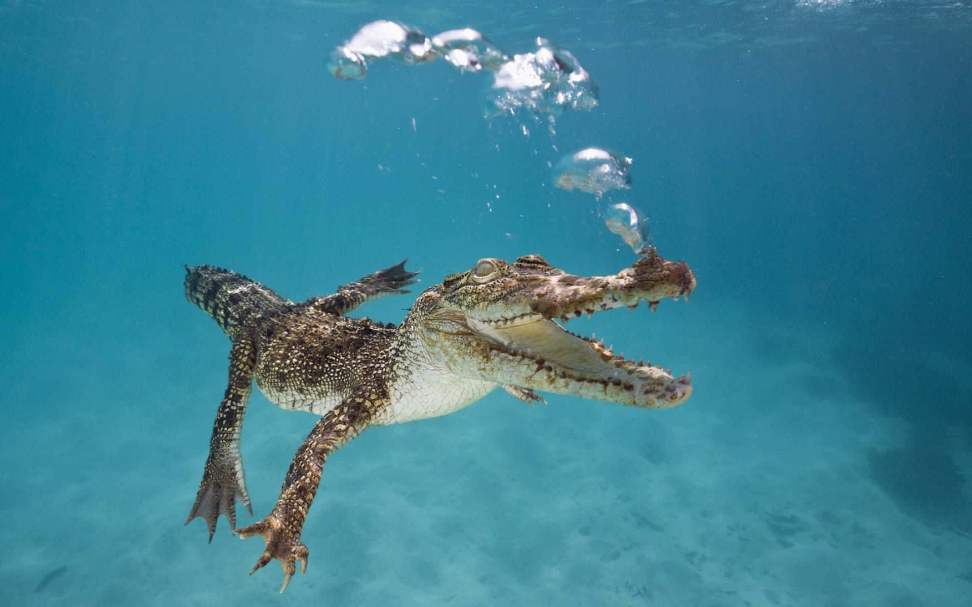 動物 桌布 壁紙 — 一條鱷魚在清澈的碧綠水中優雅地游動，氣泡從牠的鼻子升起。