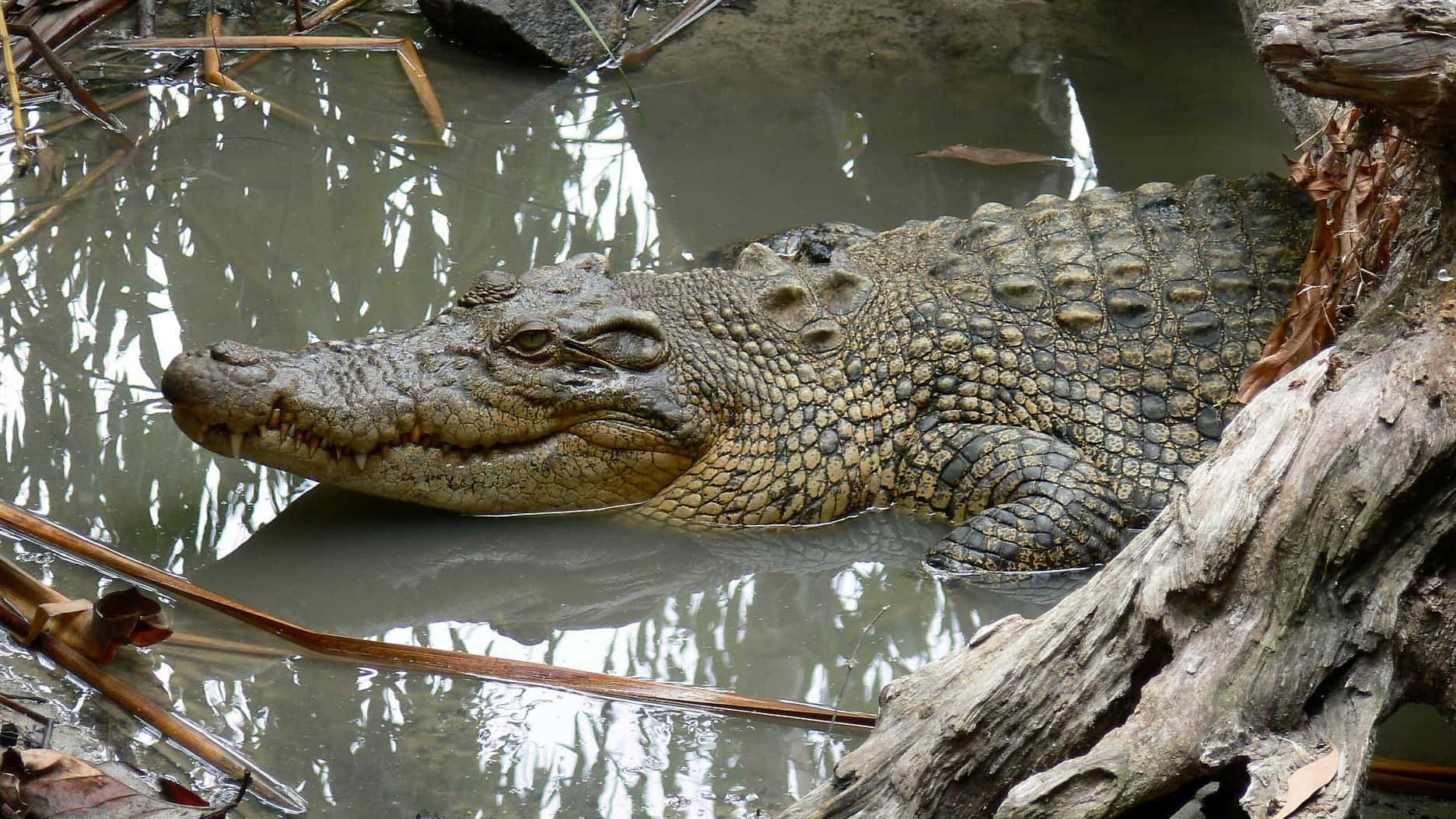Alligator 桌布 壁紙 — 一條鱷魚部分潛伏在渾濁的水中，旁邊是風化的浮木和蘆葦。