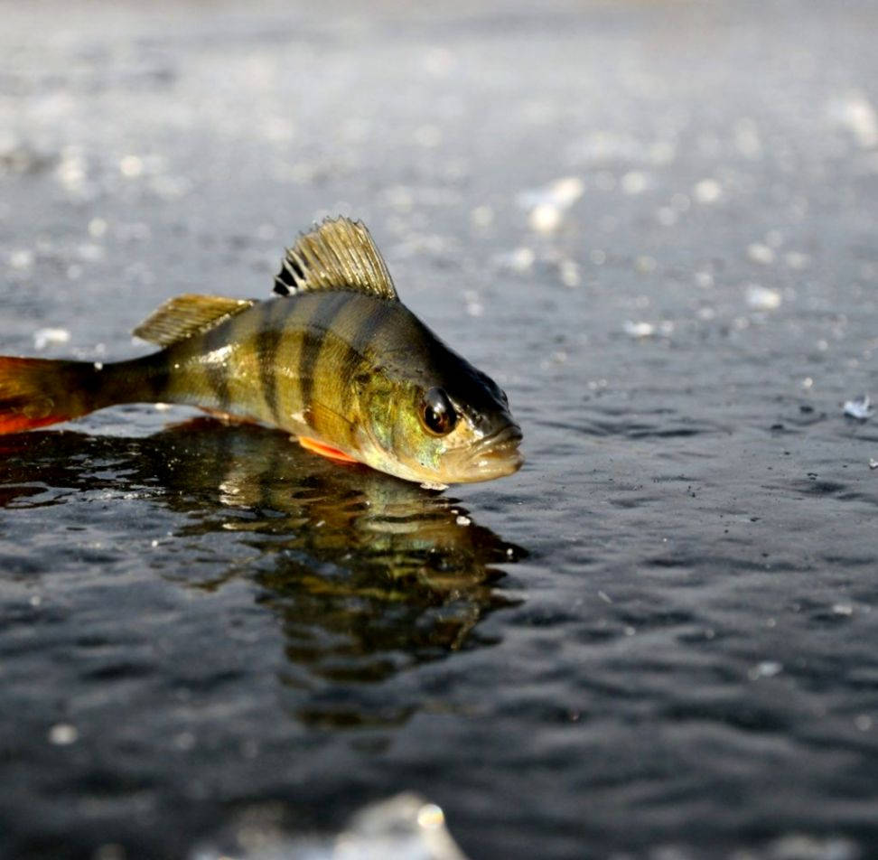 釣魚 桌布 壁紙 — 一條鱸魚靜止不動地躺在裂開的冰面上，其倒影在暗水中閃爍。