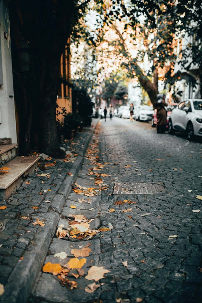 First Day Of Fall 桌布 壁紙 — 一條鵝卵石街道，兩旁樹木在柔和日光下灑落金黃秋葉。