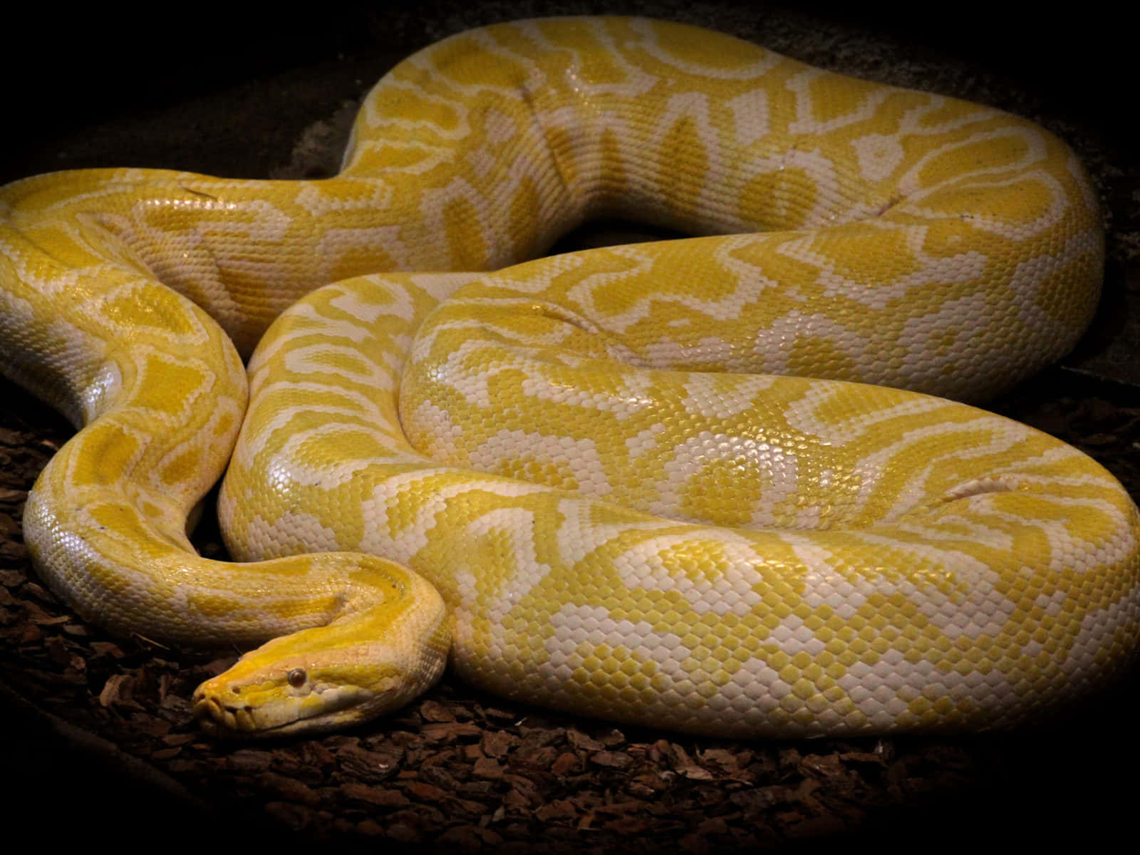 Yellow Snake 桌布 壁紙 — 一條黃白相間的蟒蛇蜷曲在深色木屑上，在戲劇性的聚光燈下休息。